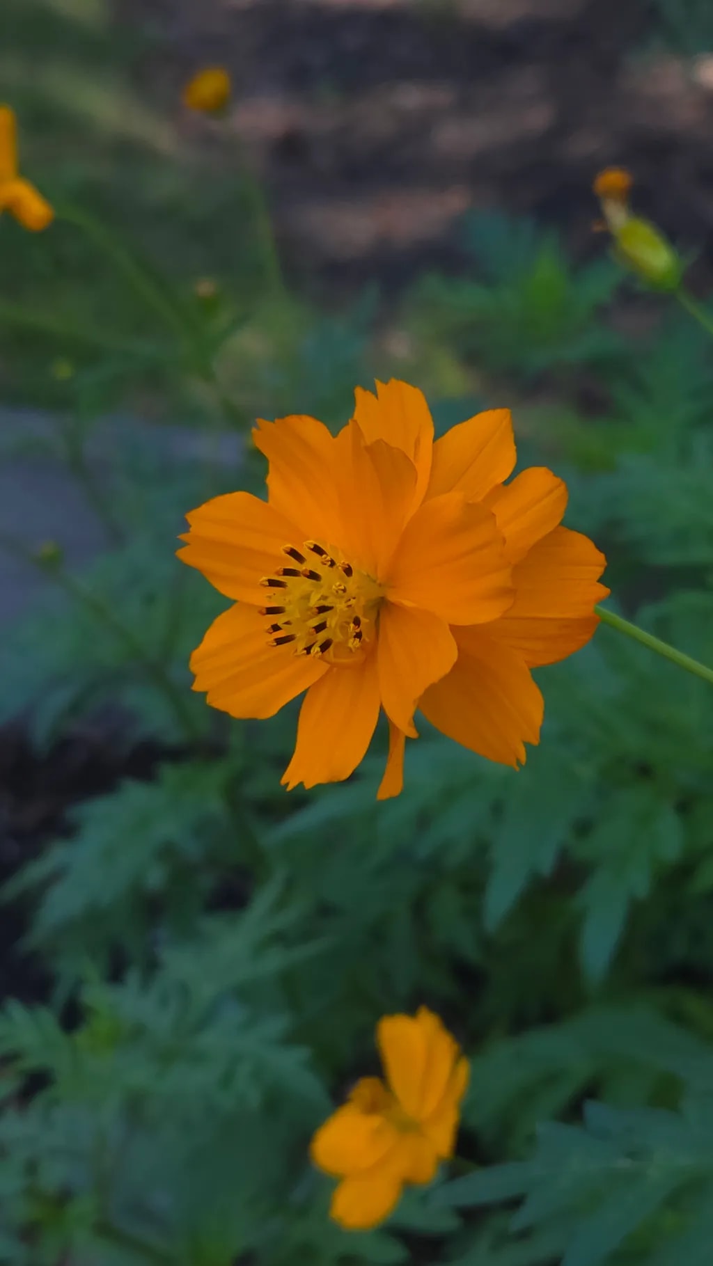 Orange Bloom
