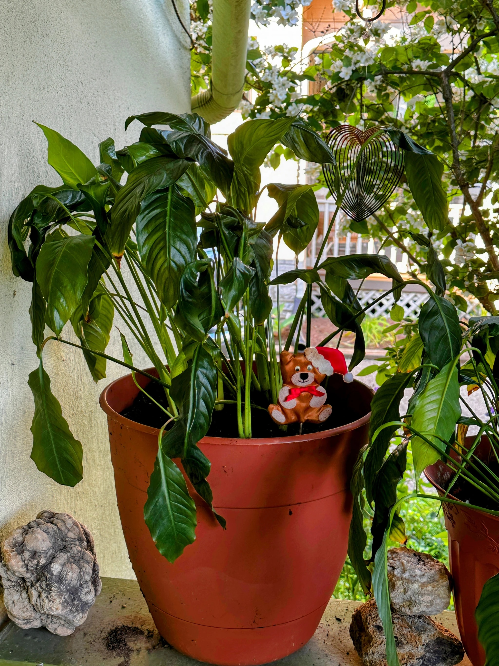Santa Bear Among Greenery