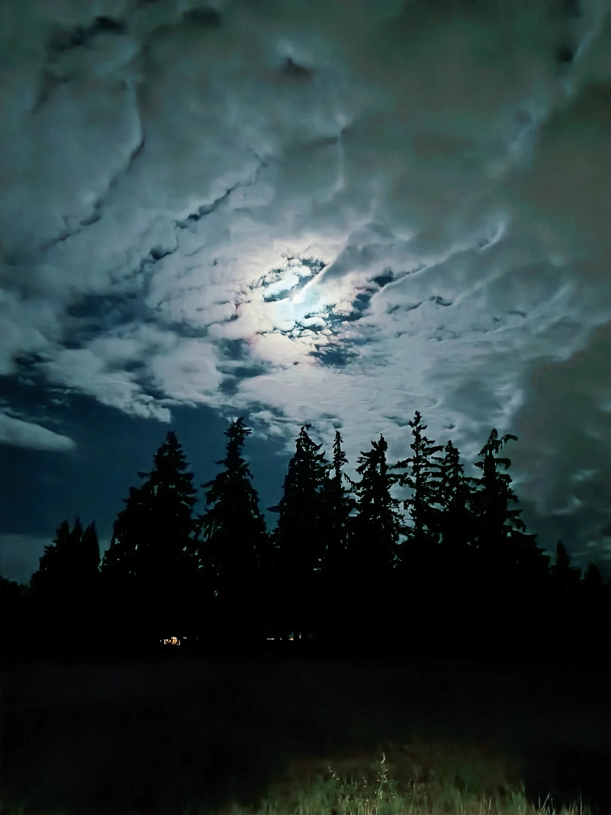 Moonlit Conifers