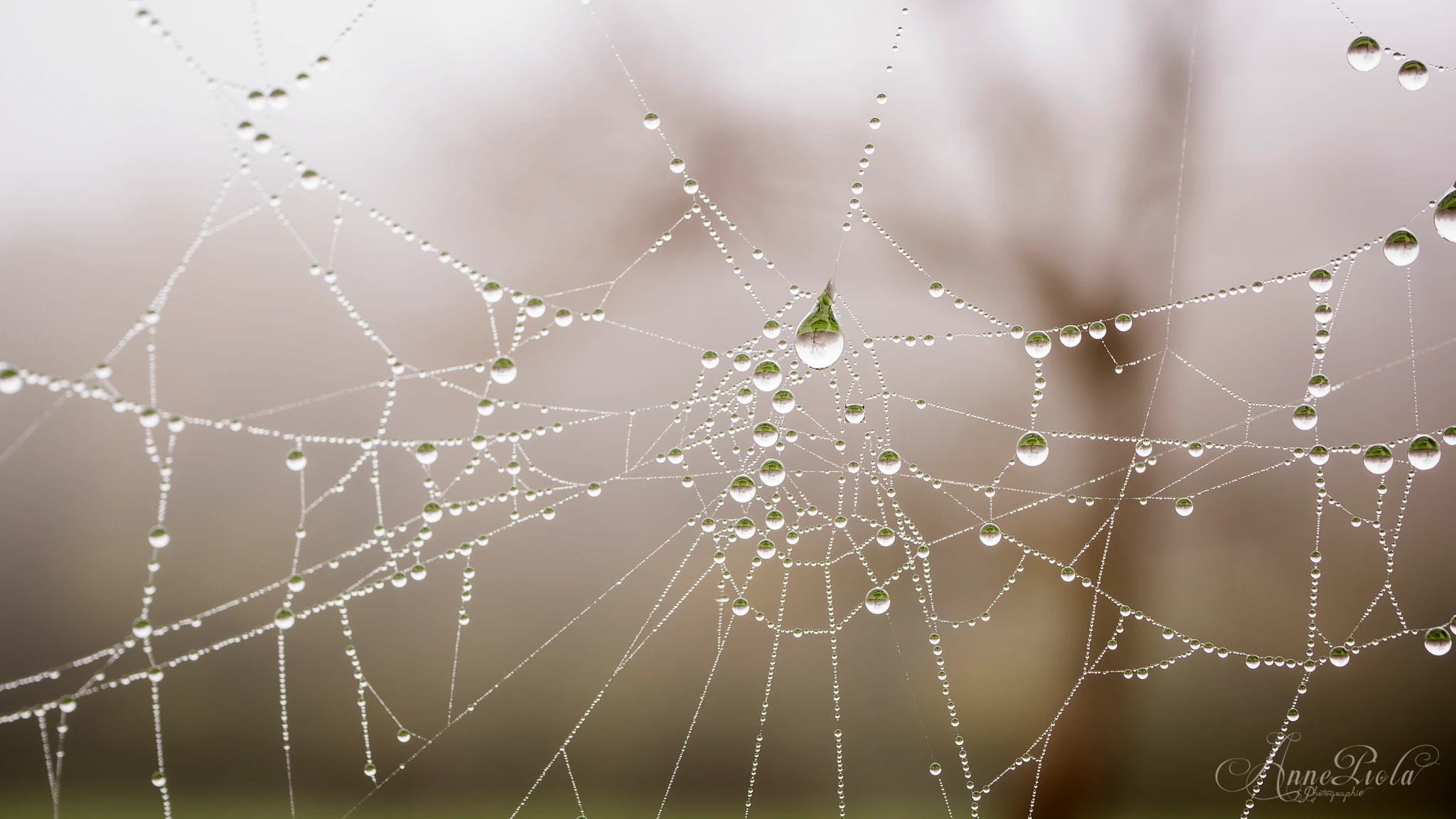Dew-Kissed Spiderweb
