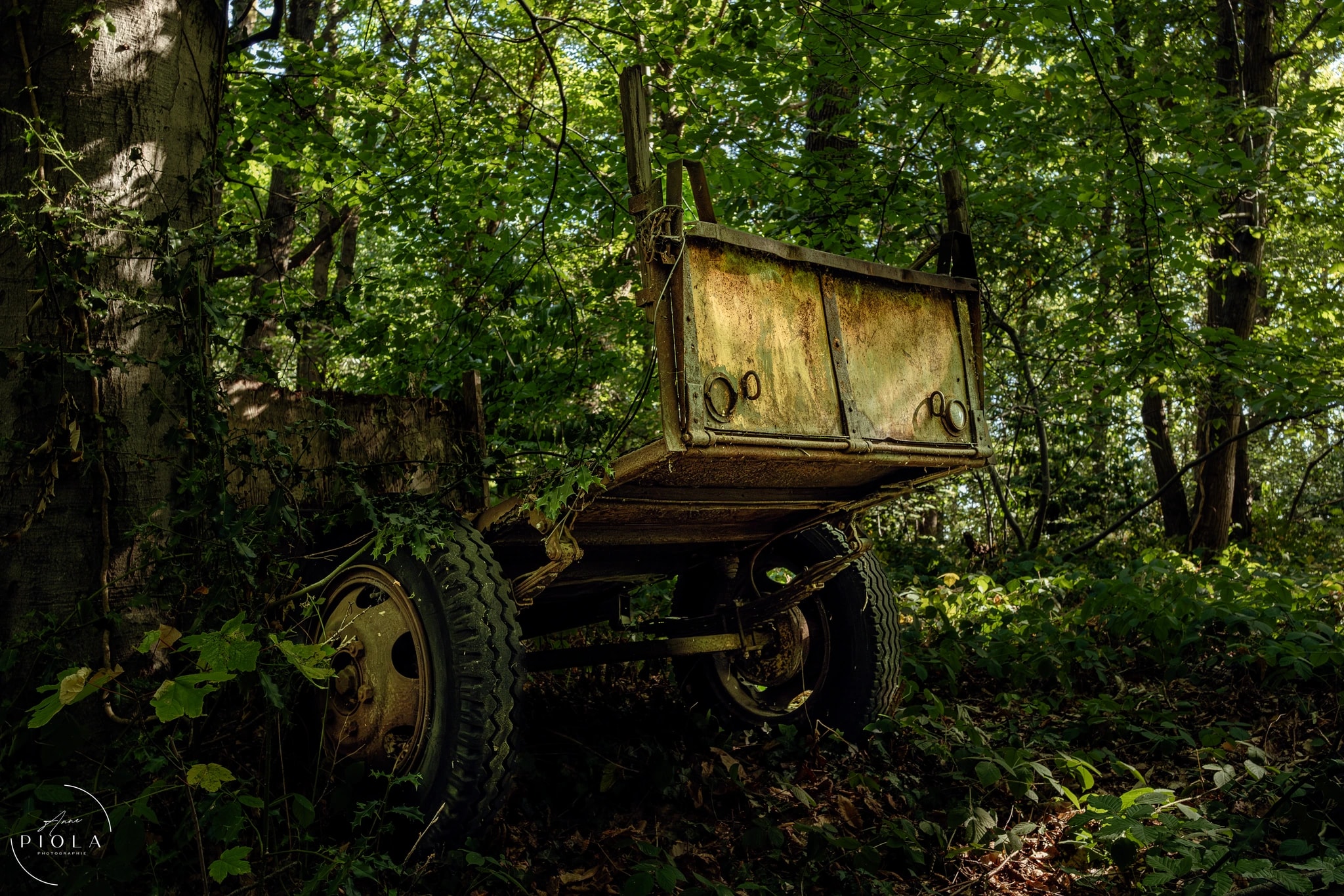 Rusting Cart in Forest Light