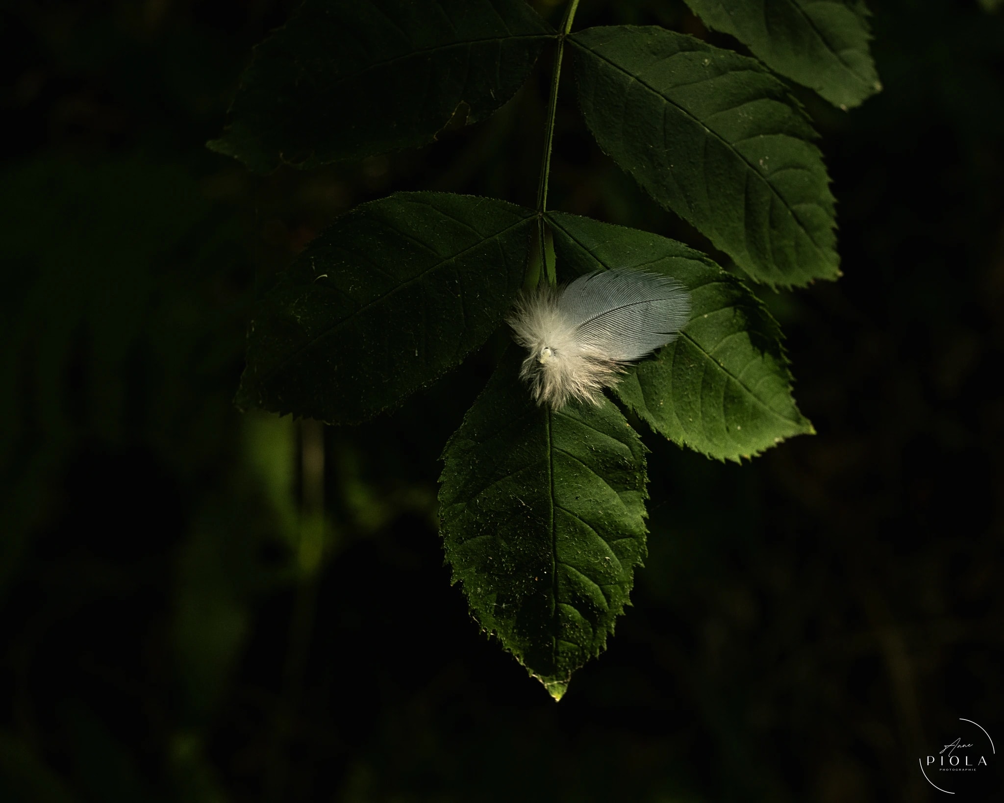 Feather on Green Leaves