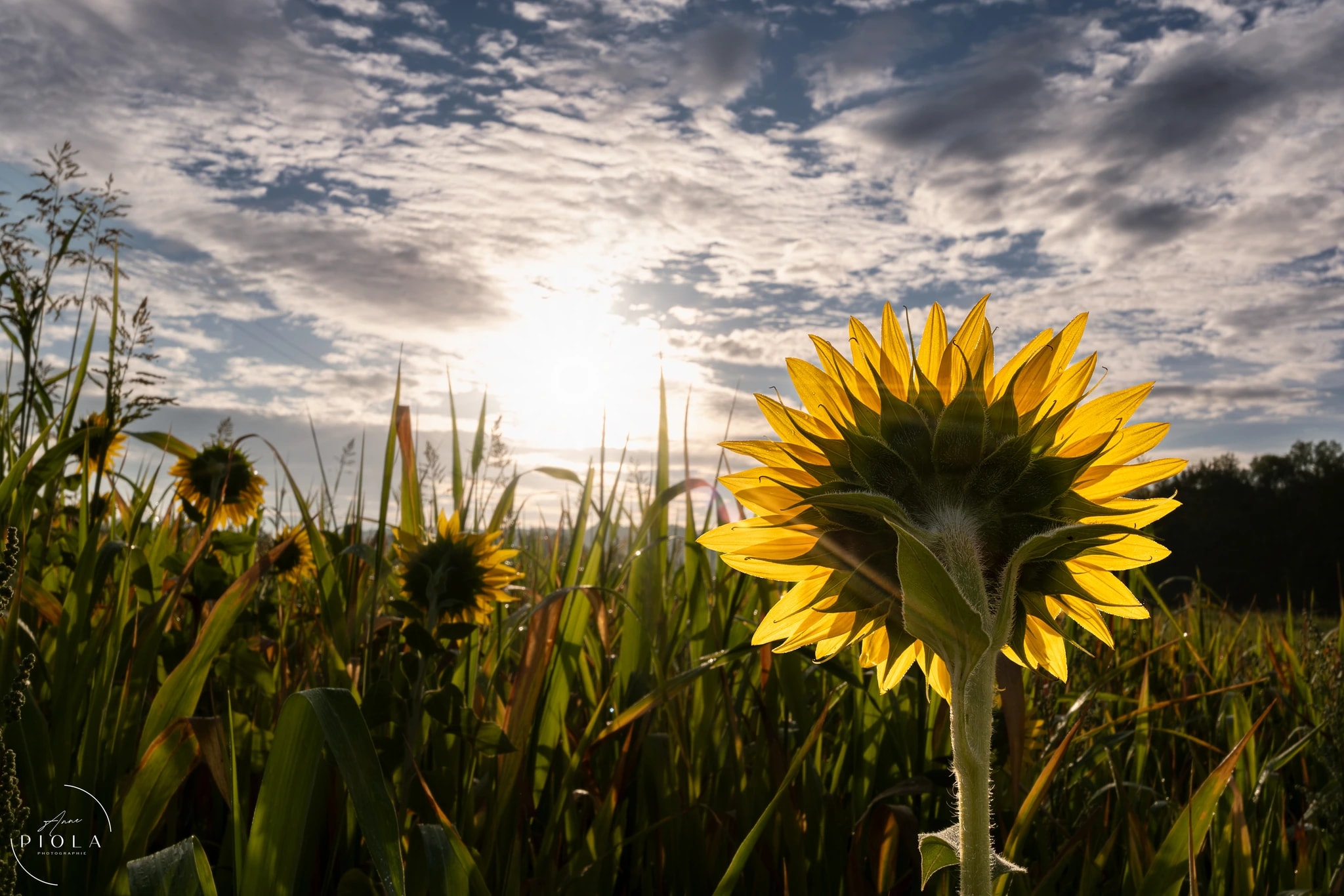 Sunflowers Beneath the Sun