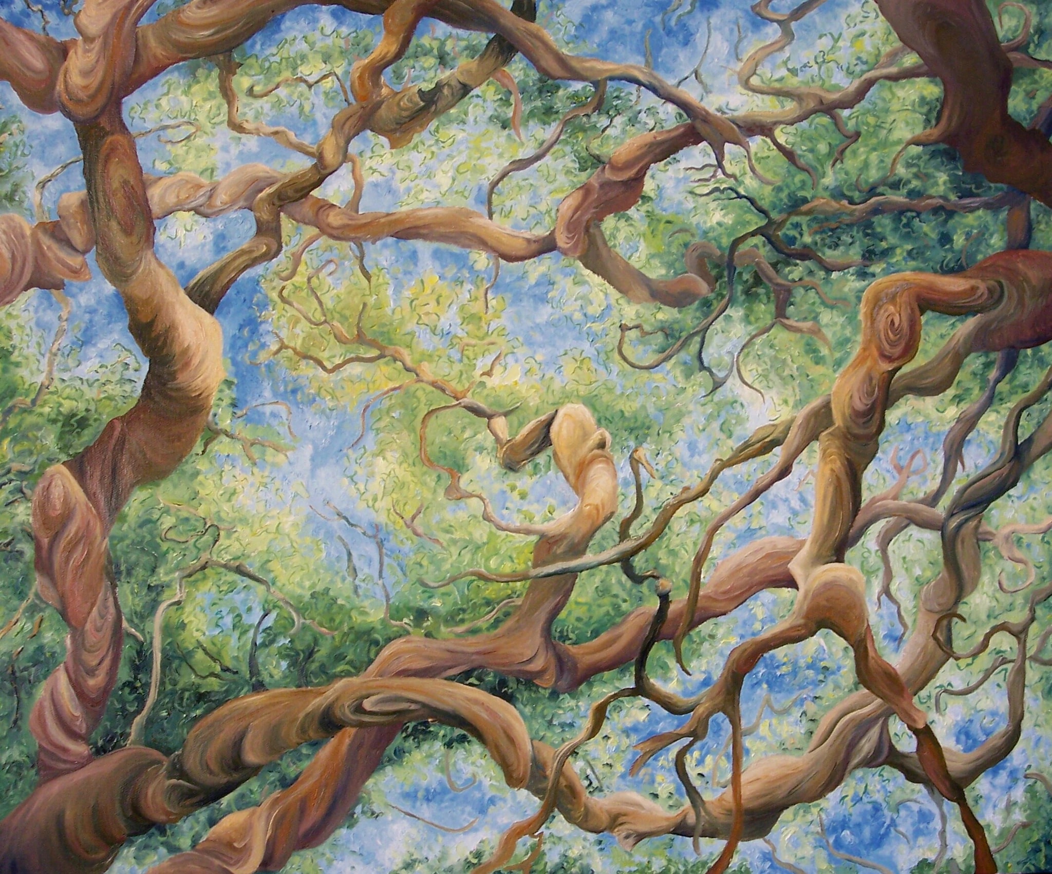 Oaks in Golden Gate Park