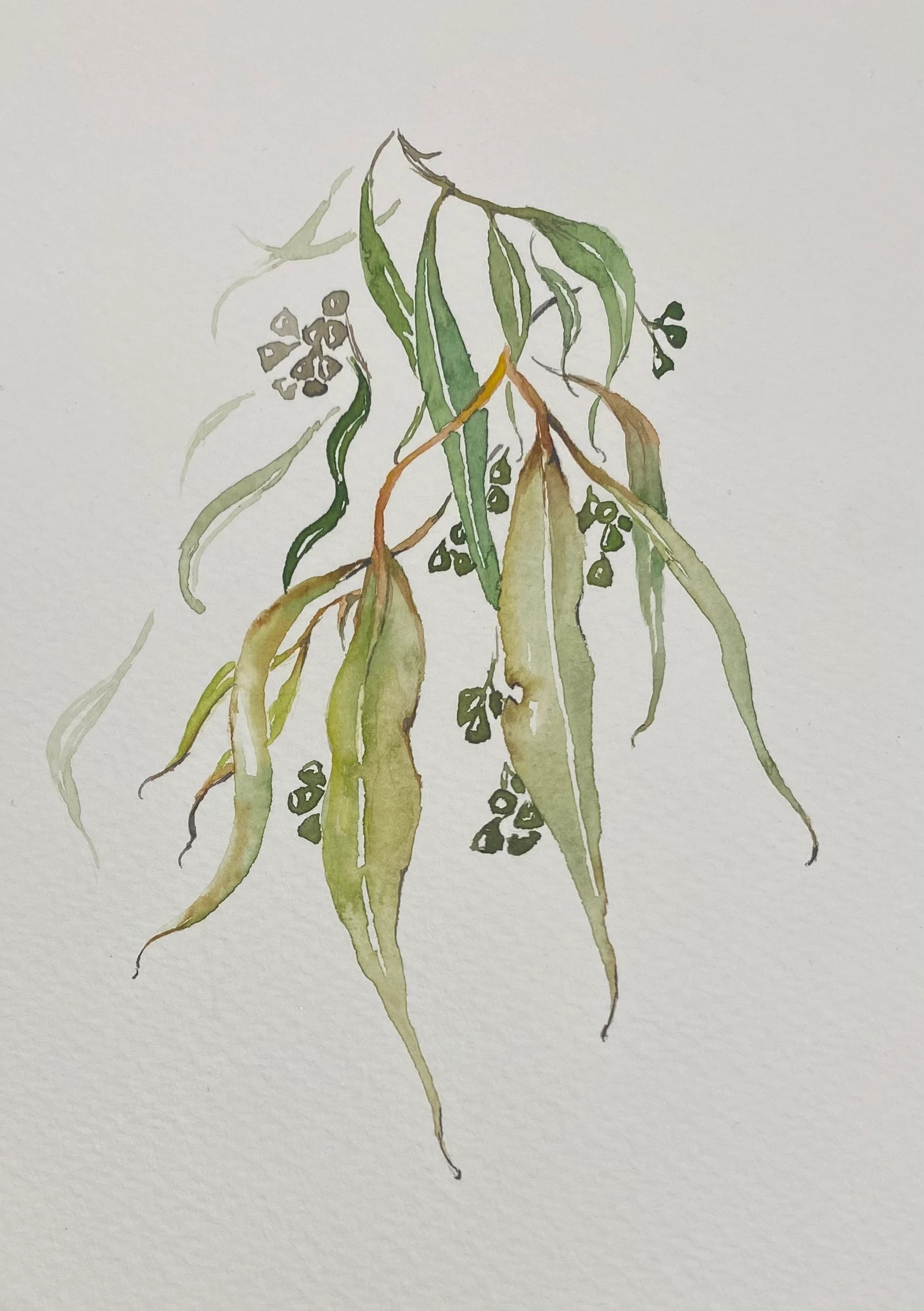 Cascading Eucalyptus Leaves