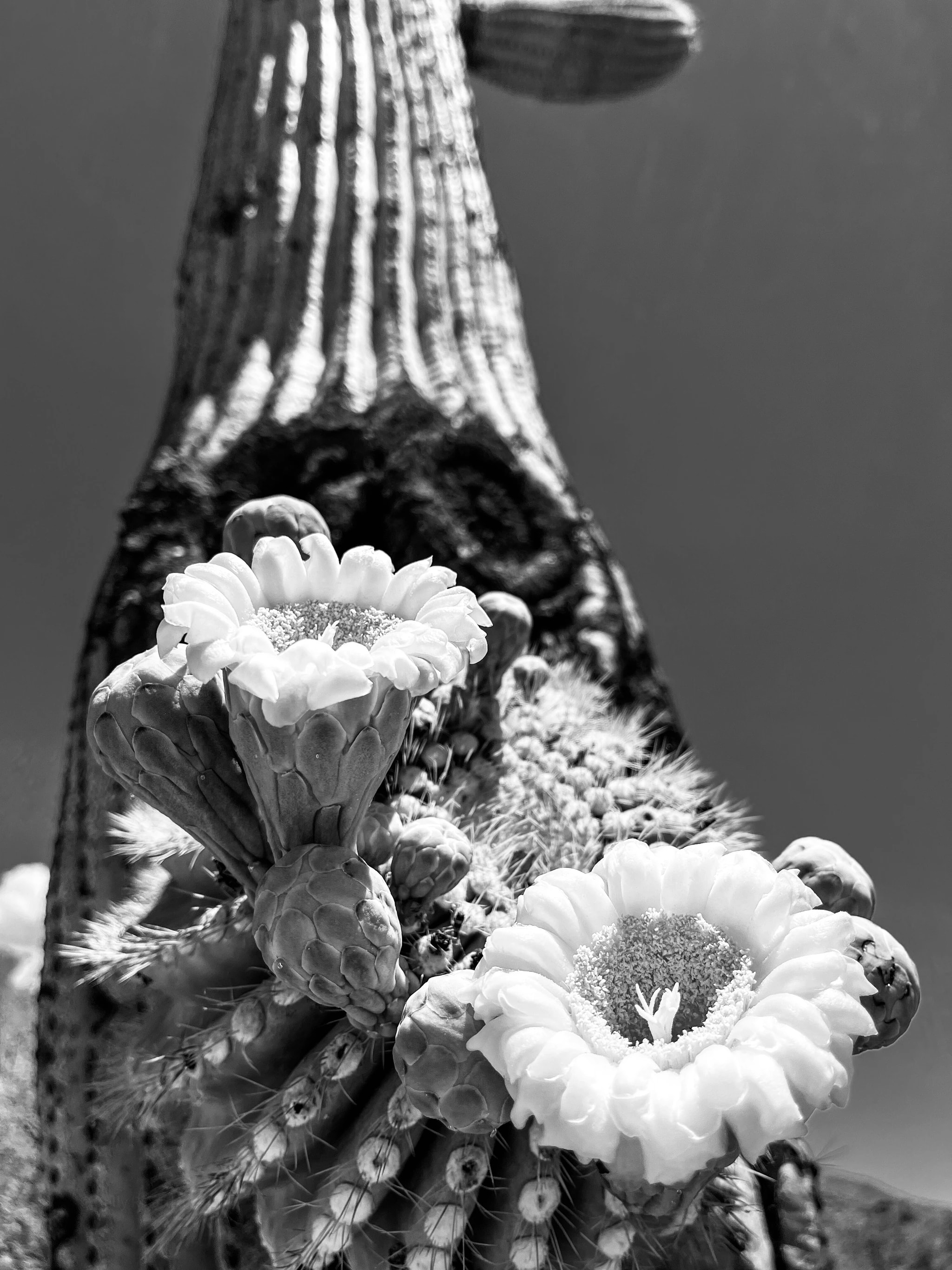 Blooming Cactus in B&W