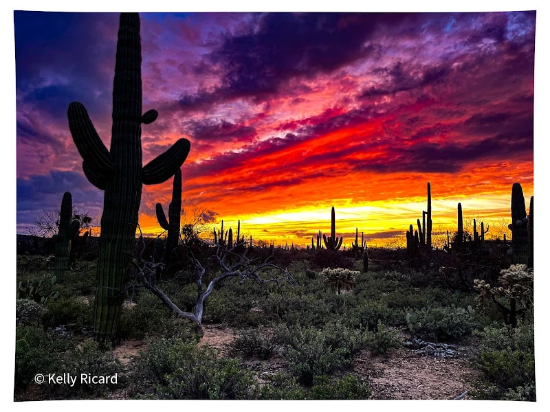 Saguaro Desert Sunset