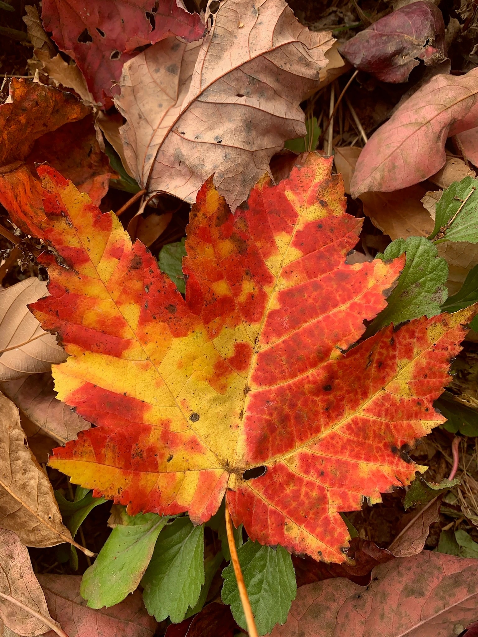 Autumn Maple Leaf
