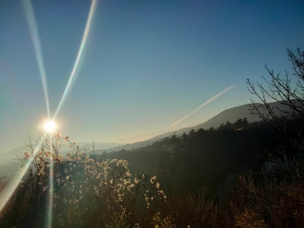 Mountain Sunlit Bloom