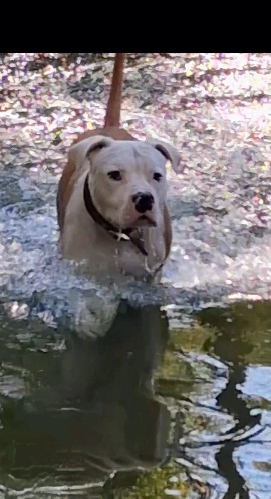 Dog in Reflection