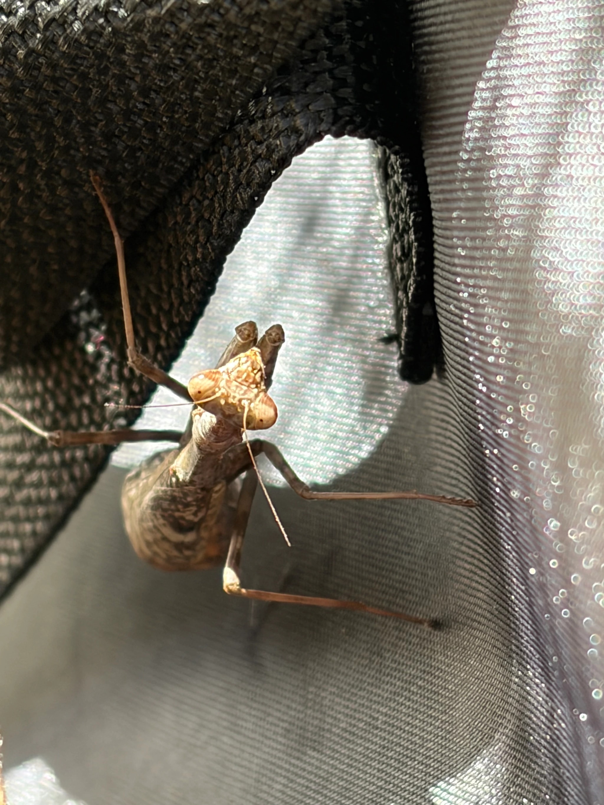 Mantis on Mesh