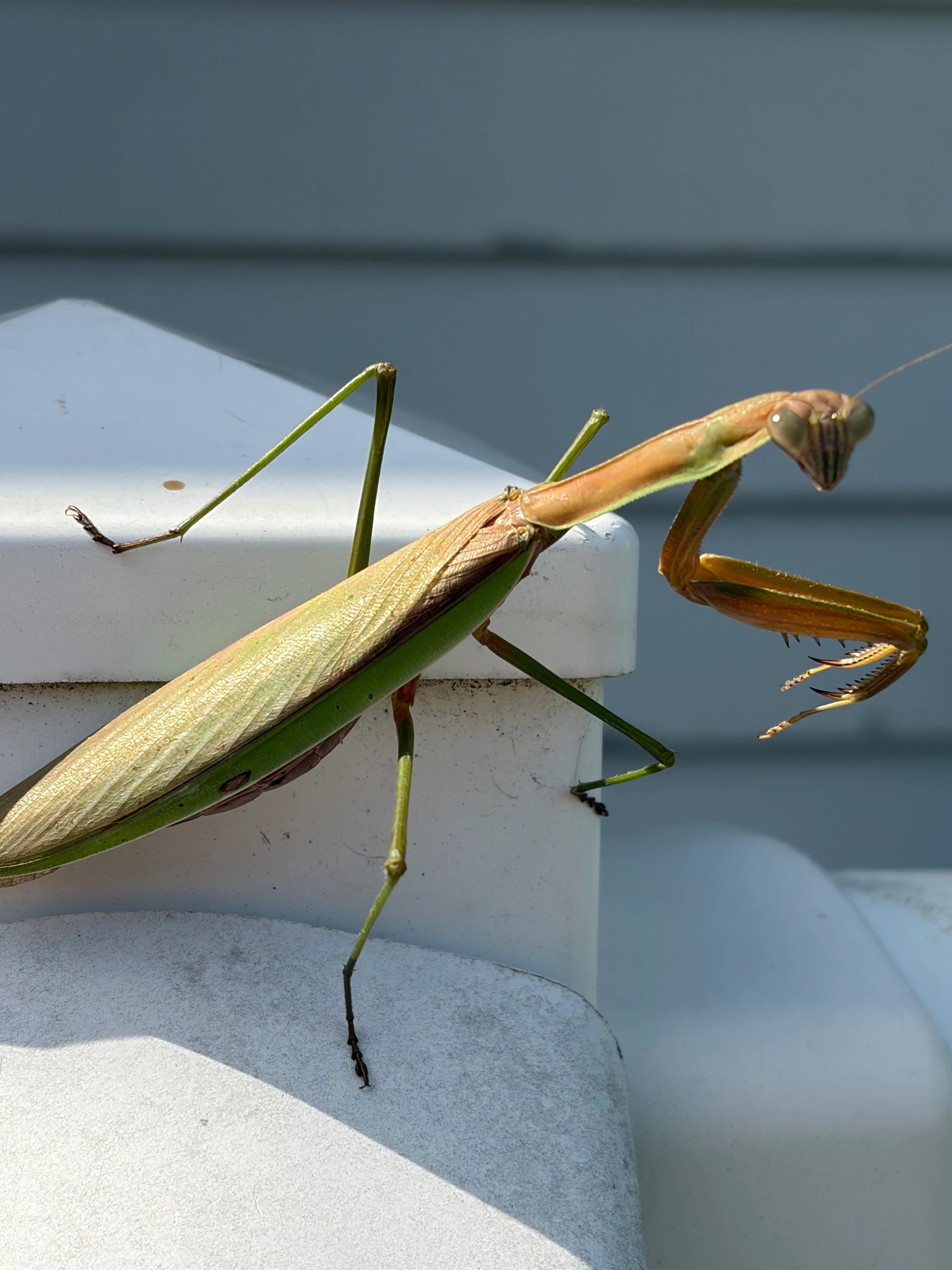 Sunlit Mantis Close-Up