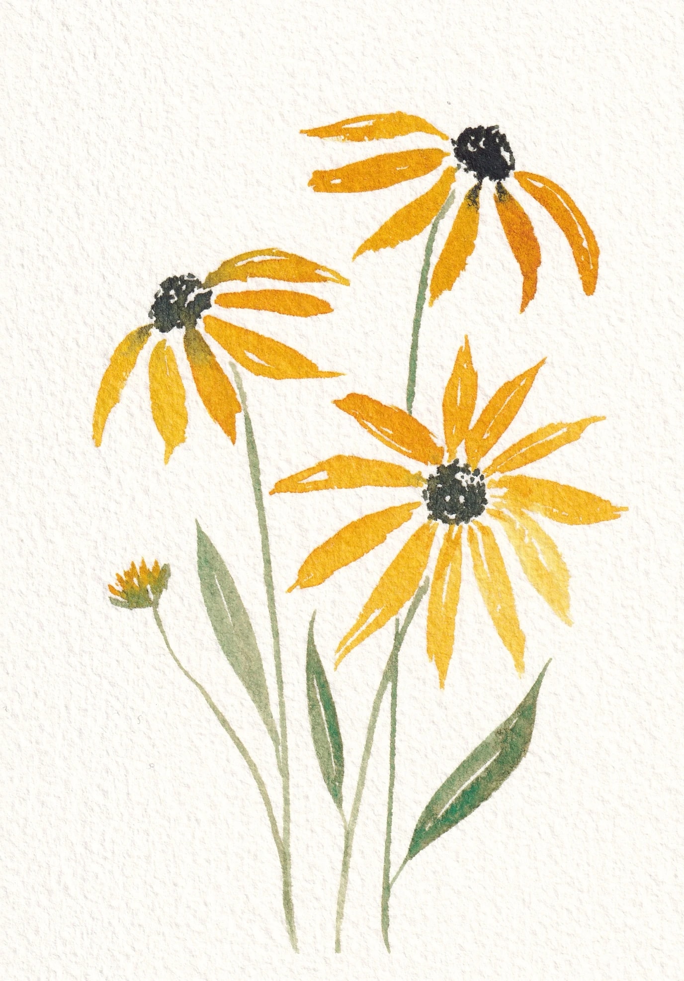 Black Eyed Susans