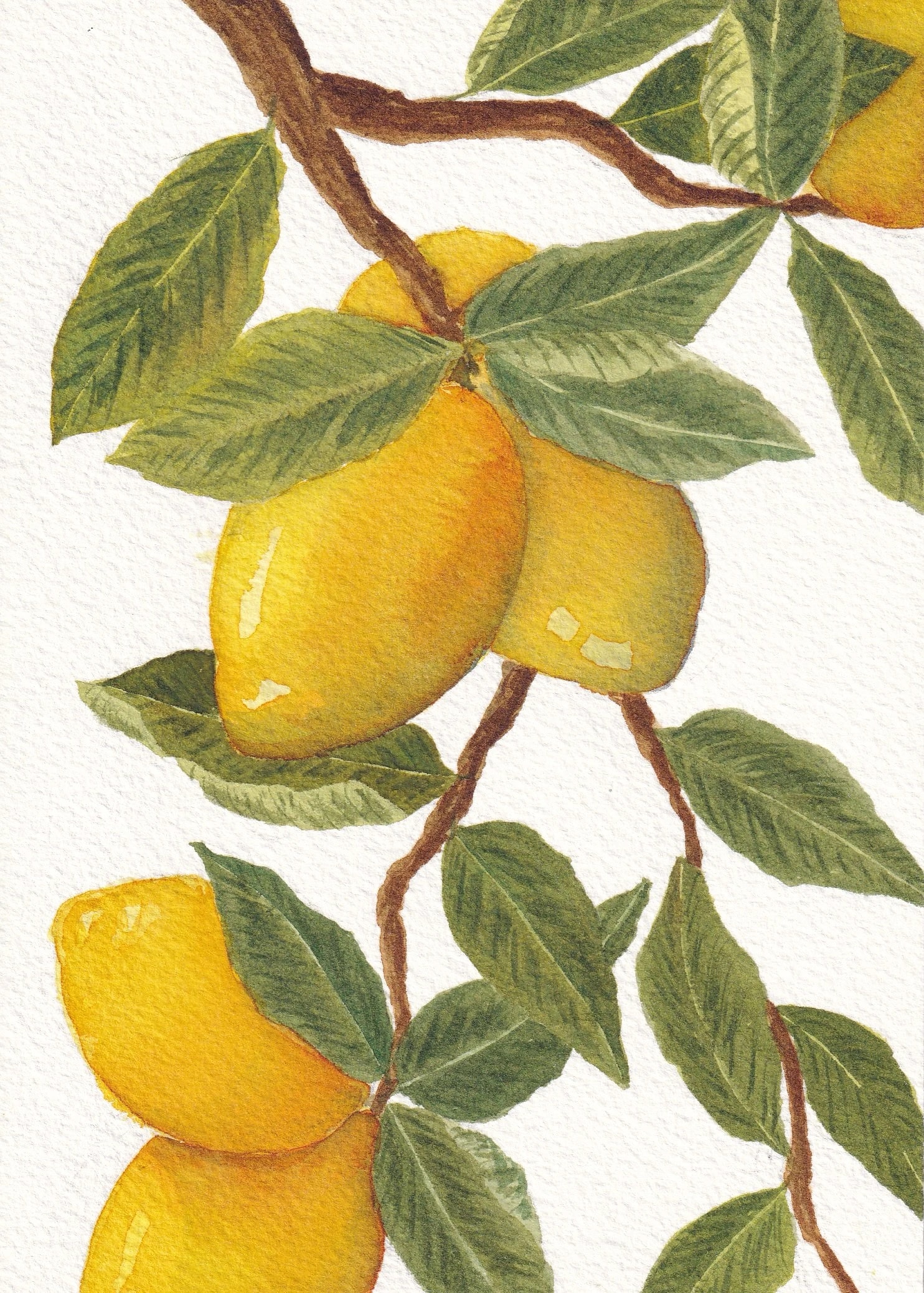 Lemons on Branch