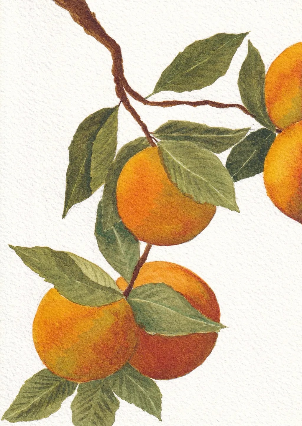 Oranges on Branch