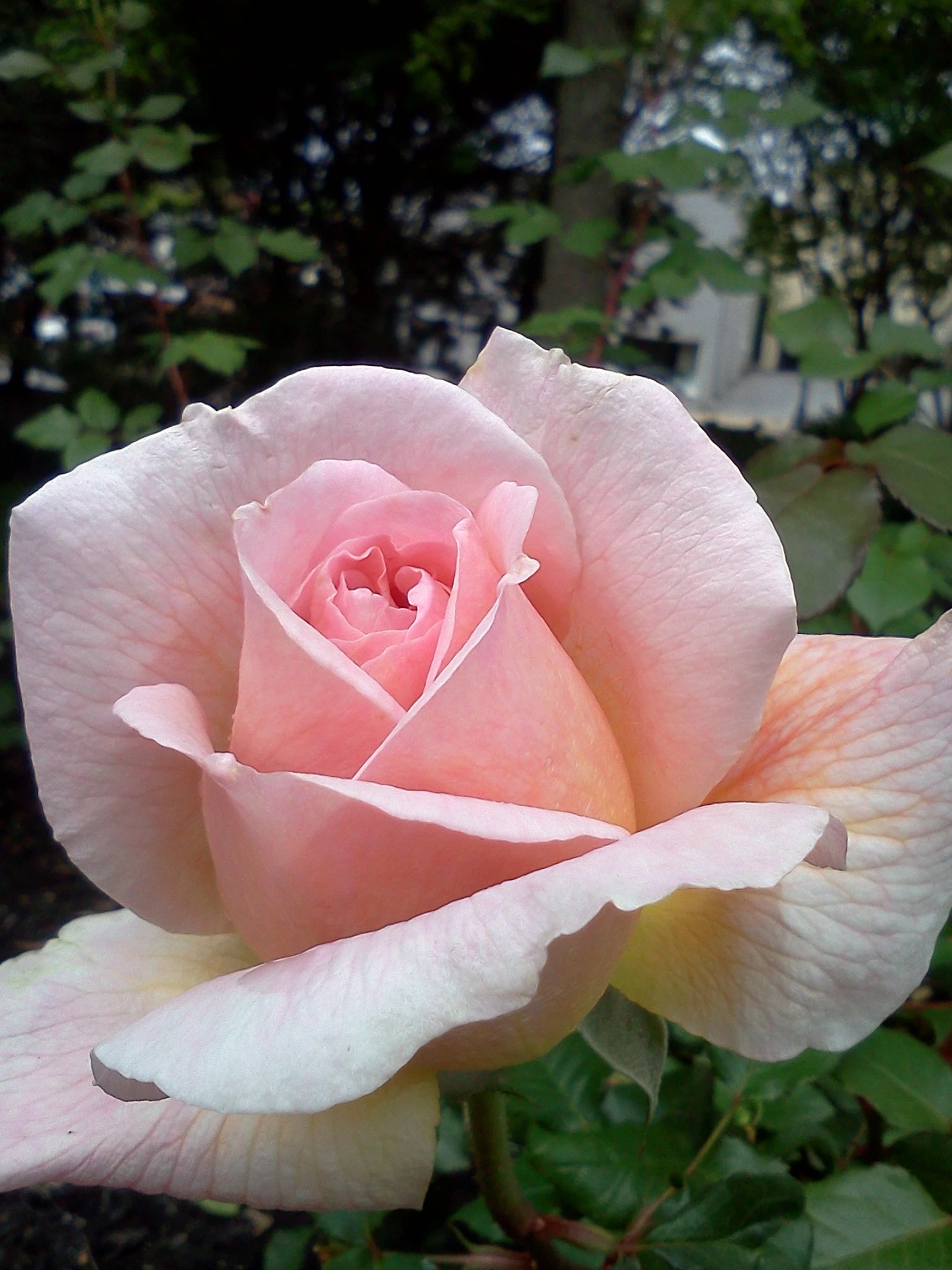 Blush Rose Close-Up