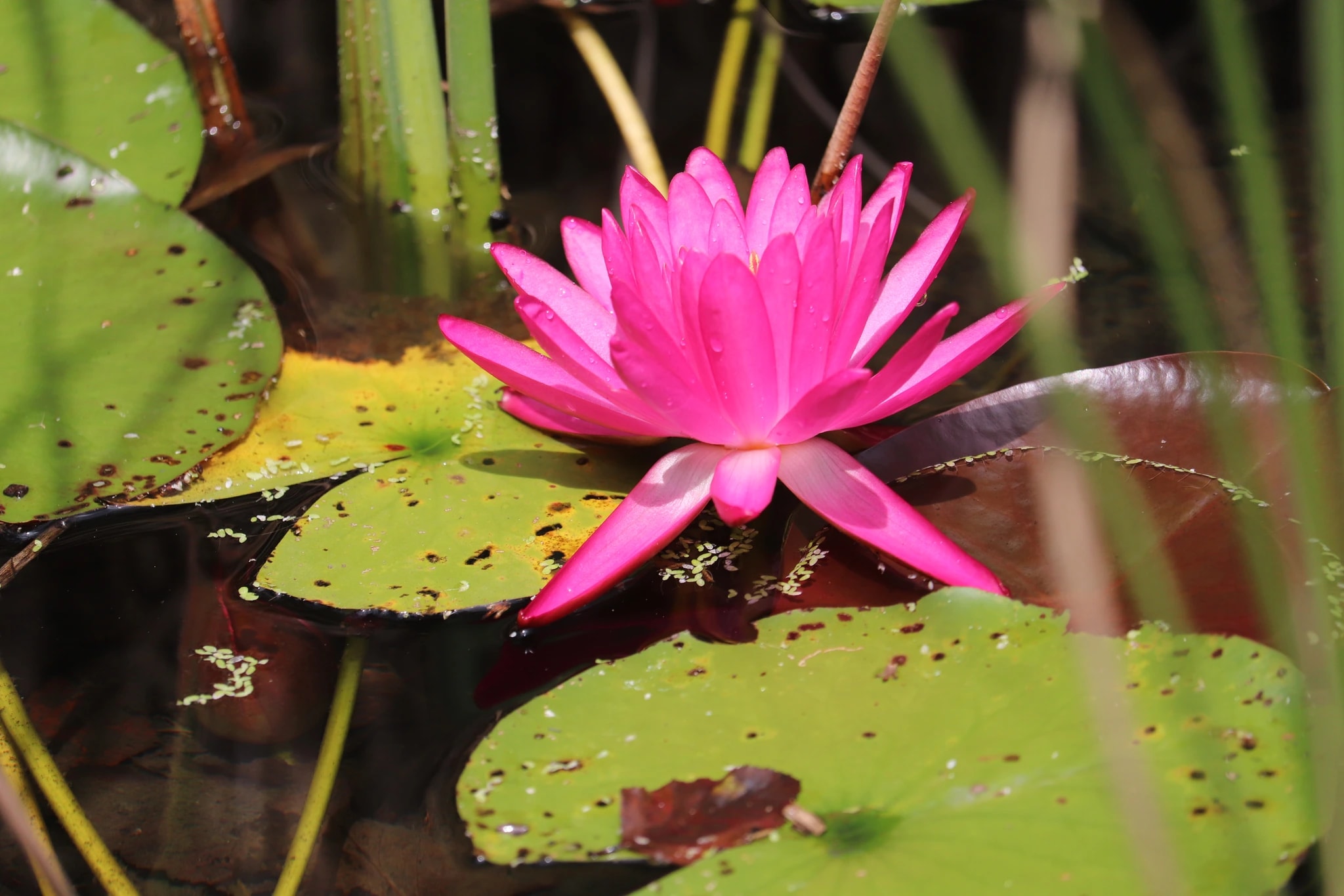 Pink Water Lily