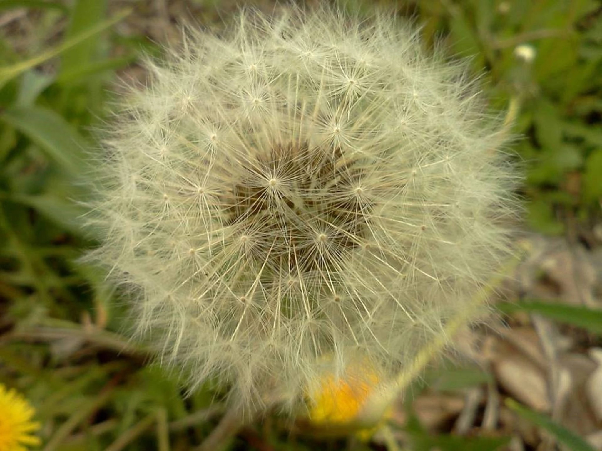 Dandelion Seedburst