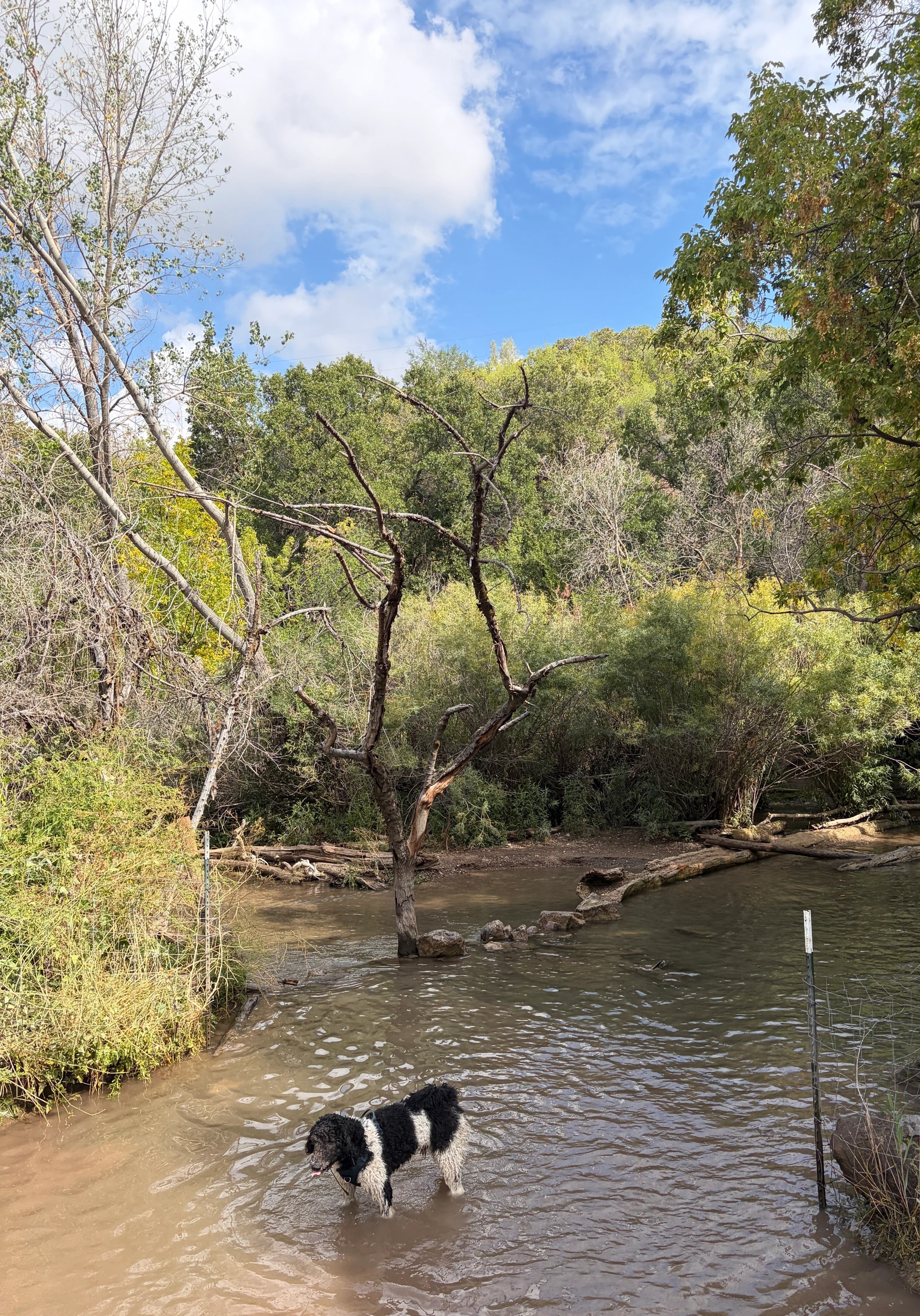 Creekside Canine Adventure