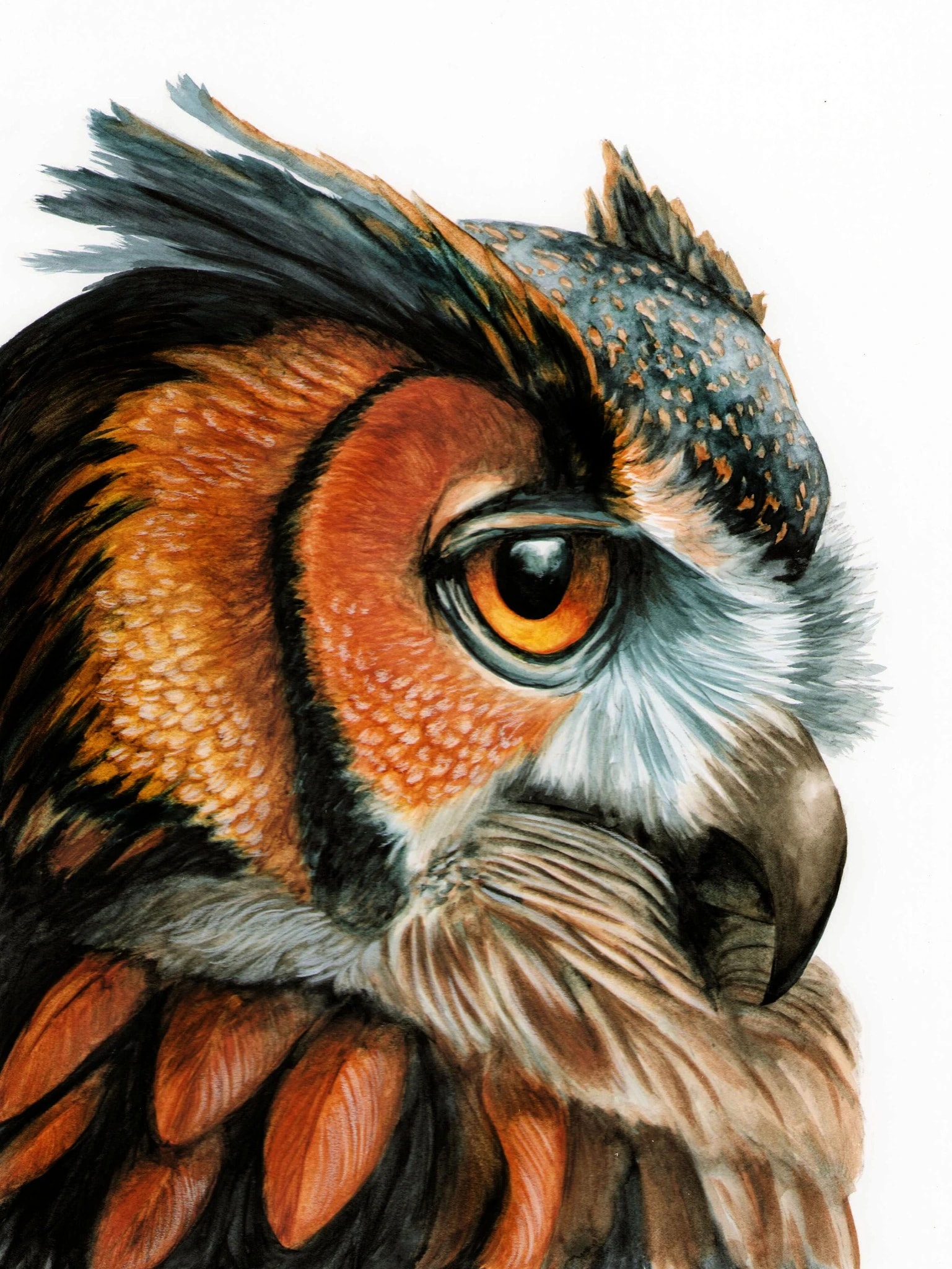 Great Horned Owl Portrait
