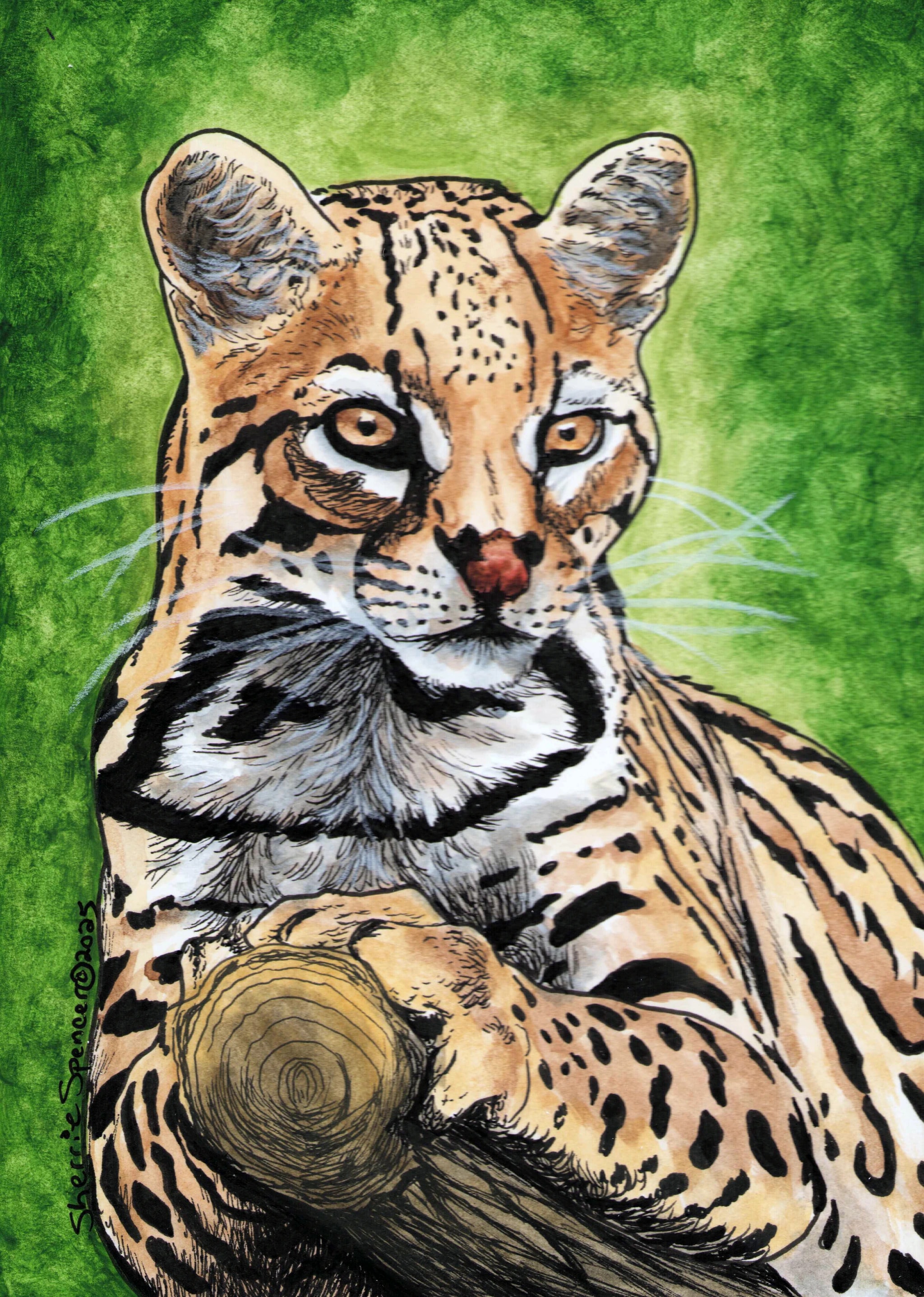 Ocelot Portrait