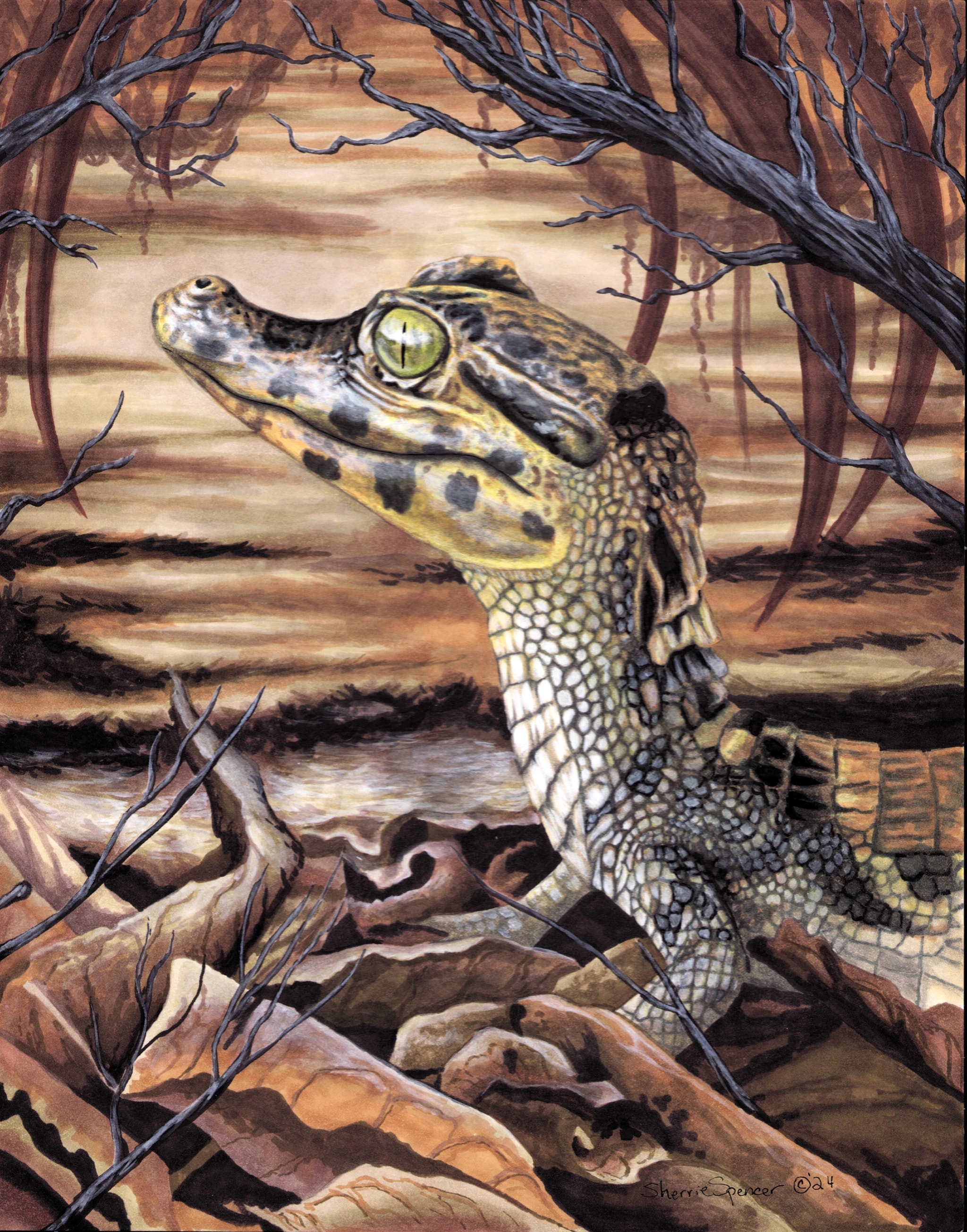 Baby Black Caiman
