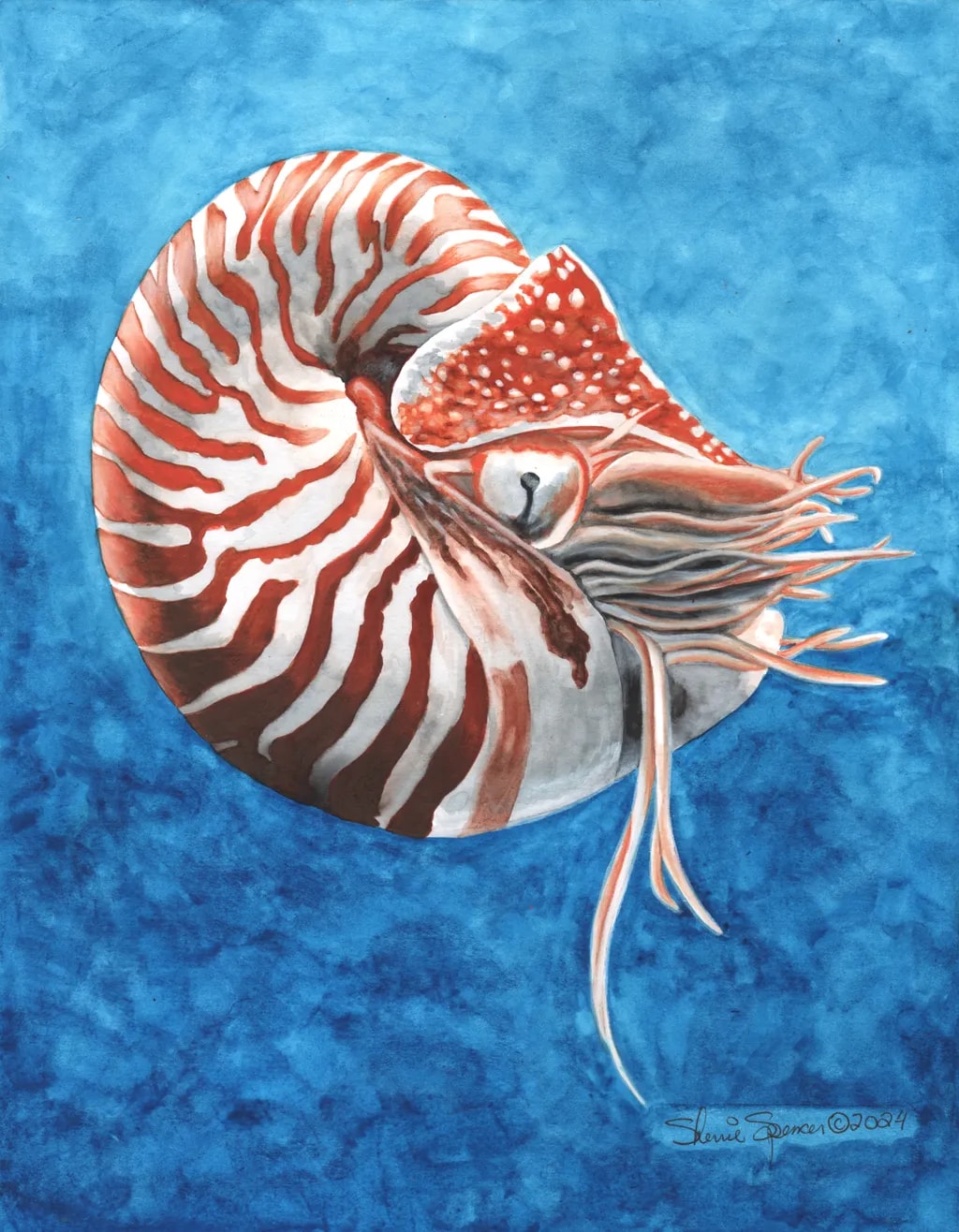 Nautilus in Blue