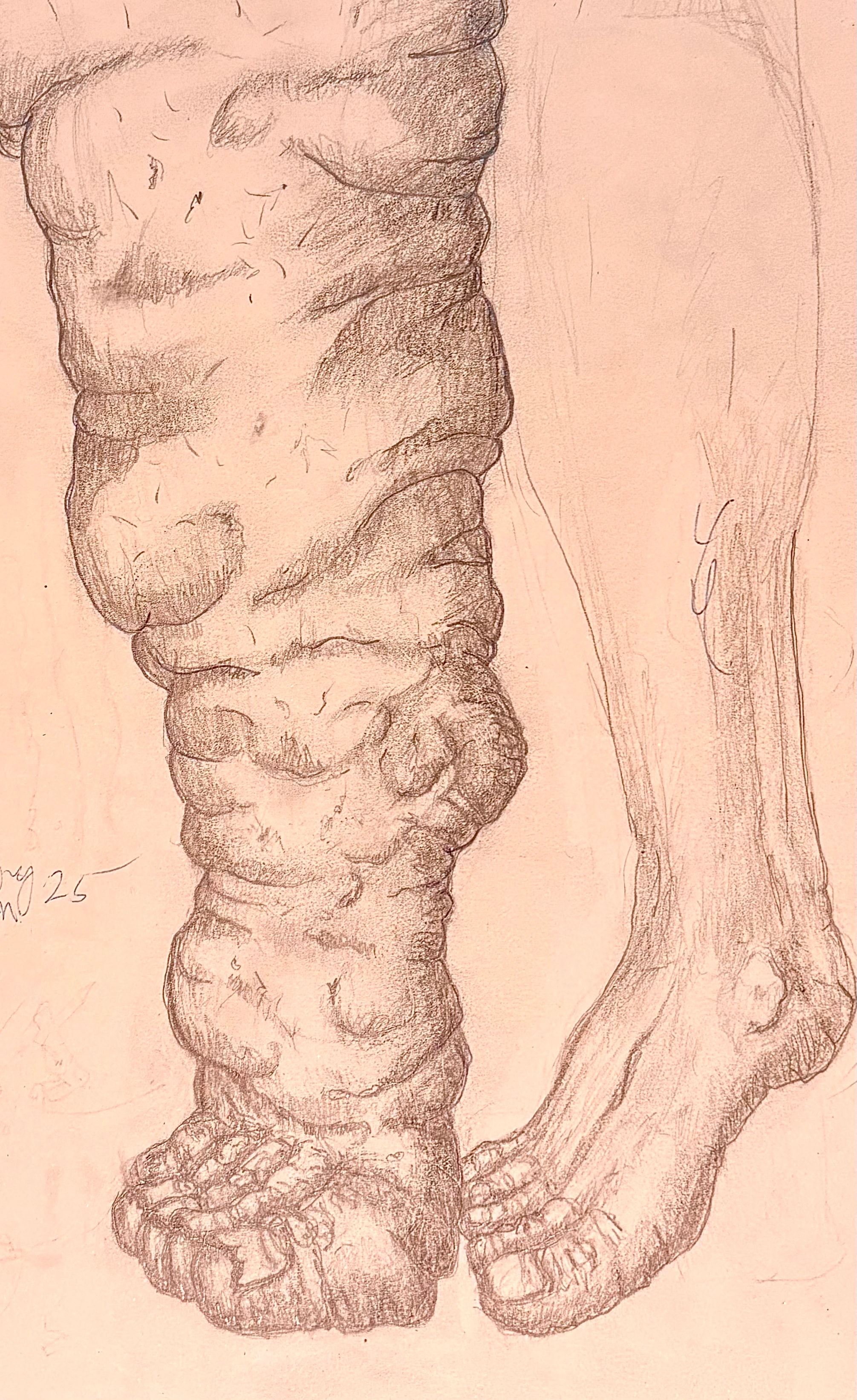 Anatomical Leg Study
