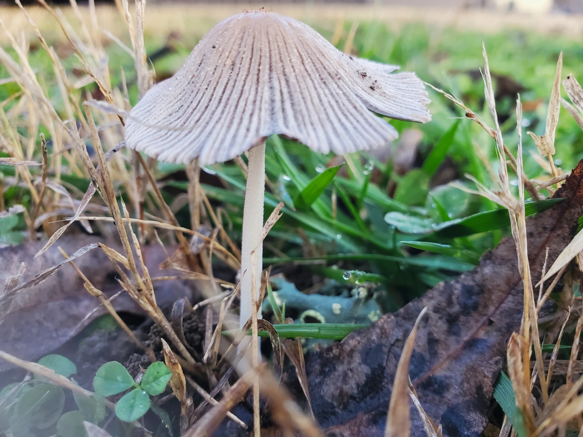 Ribbed Mushroom in Grass