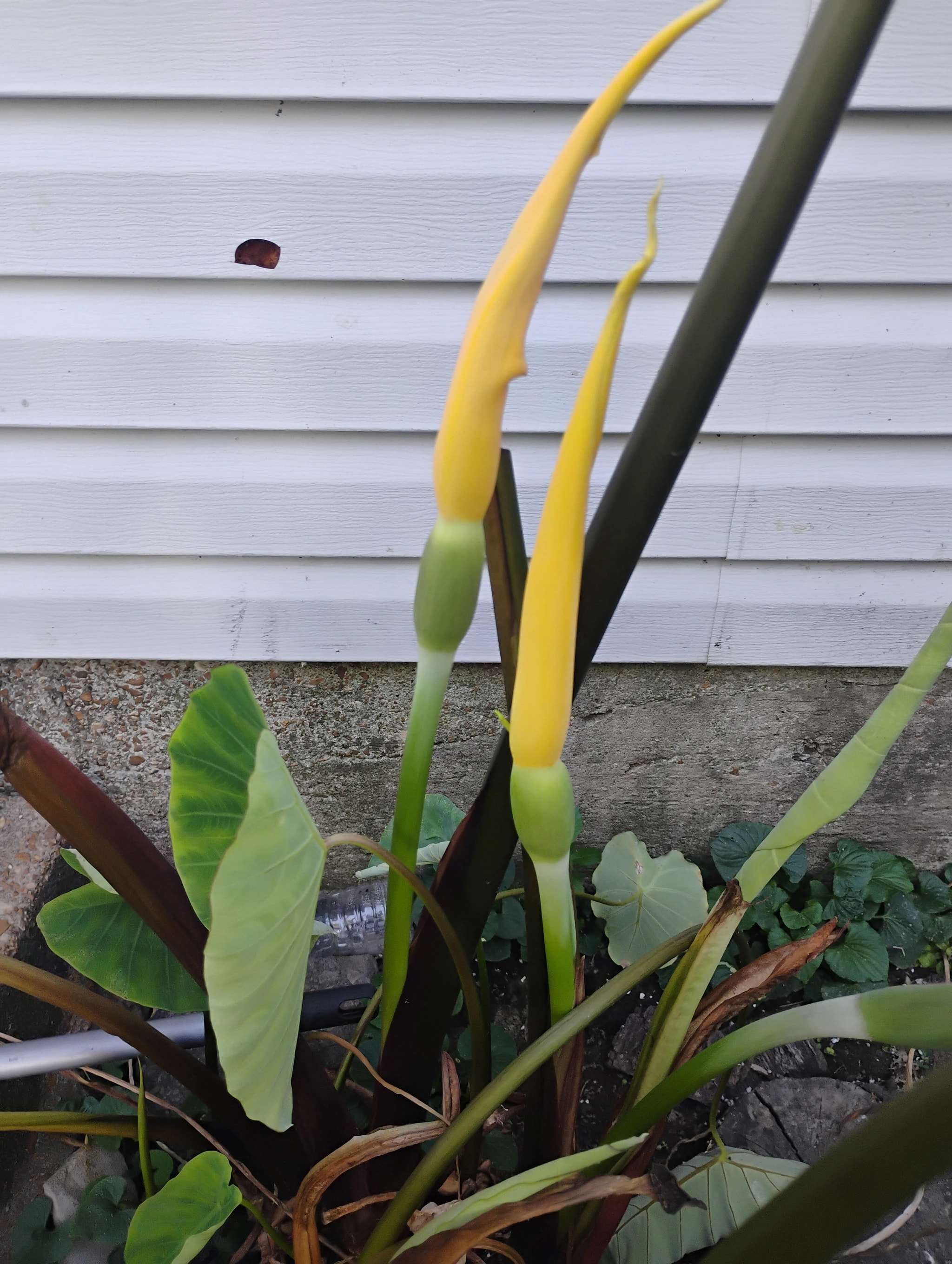 Golden Elephant Ear Shoots