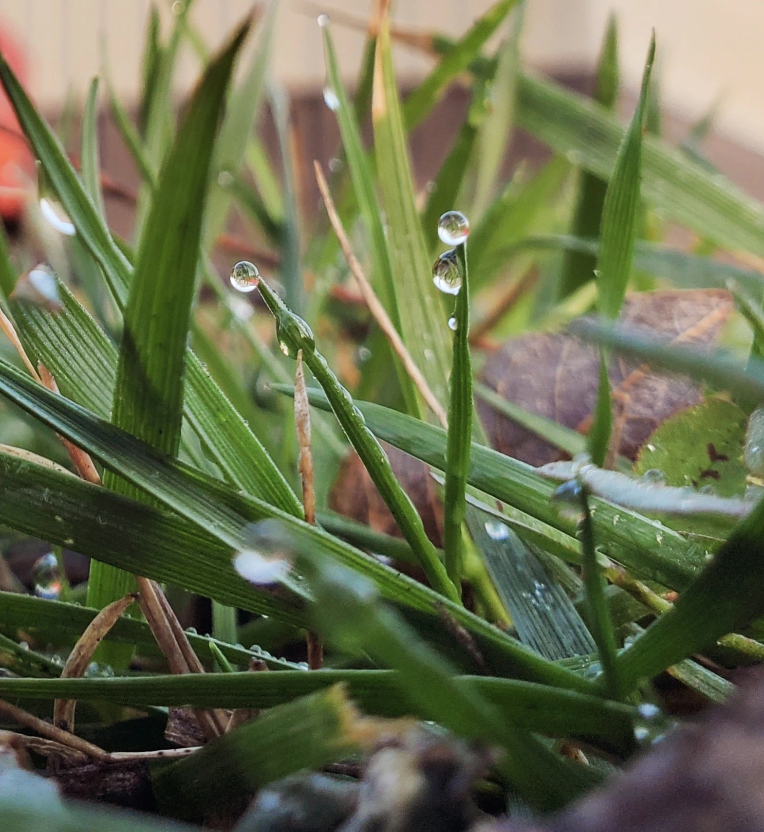 Morning Dew on Grass