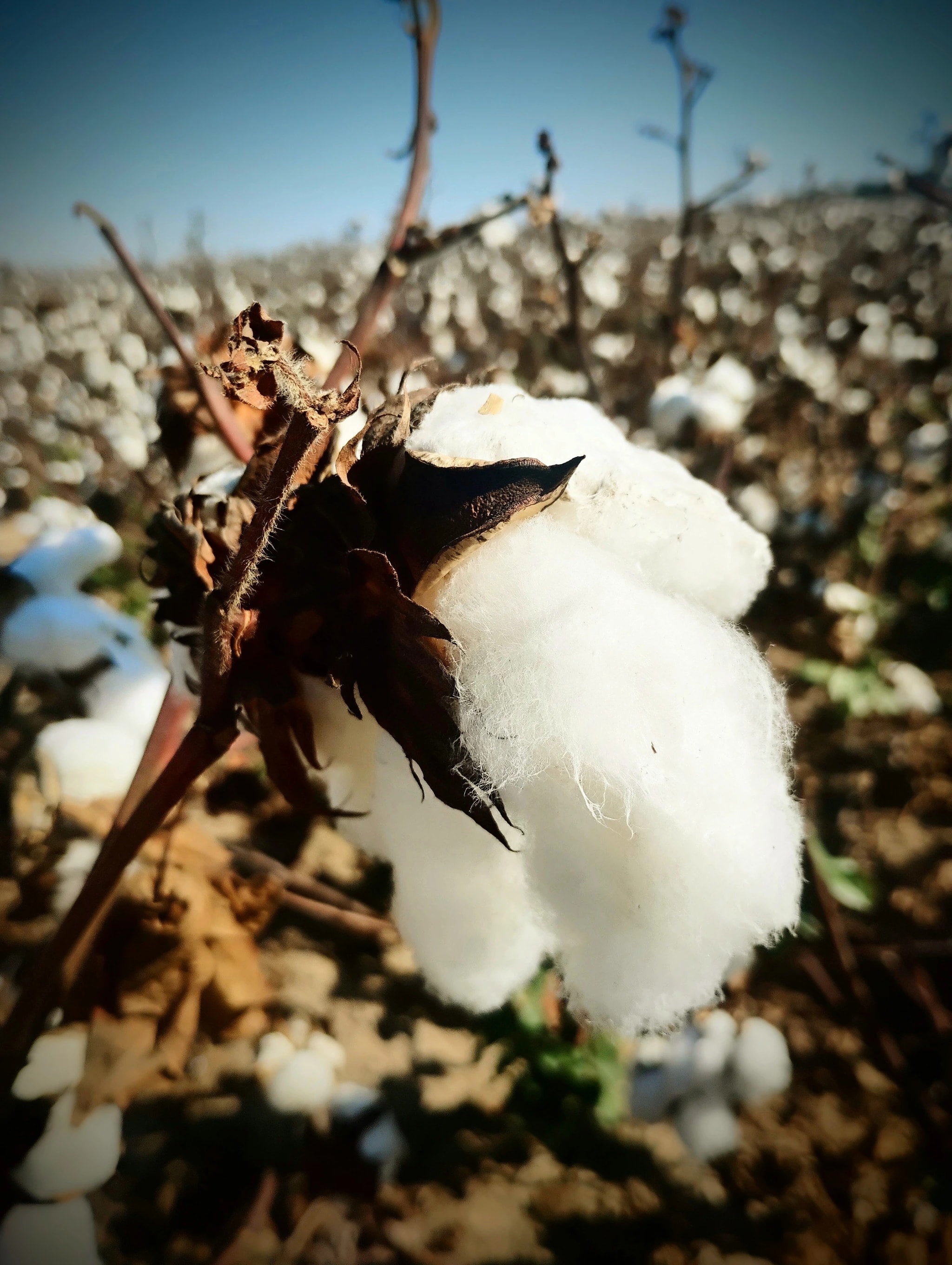 Sunlit Cotton Boll