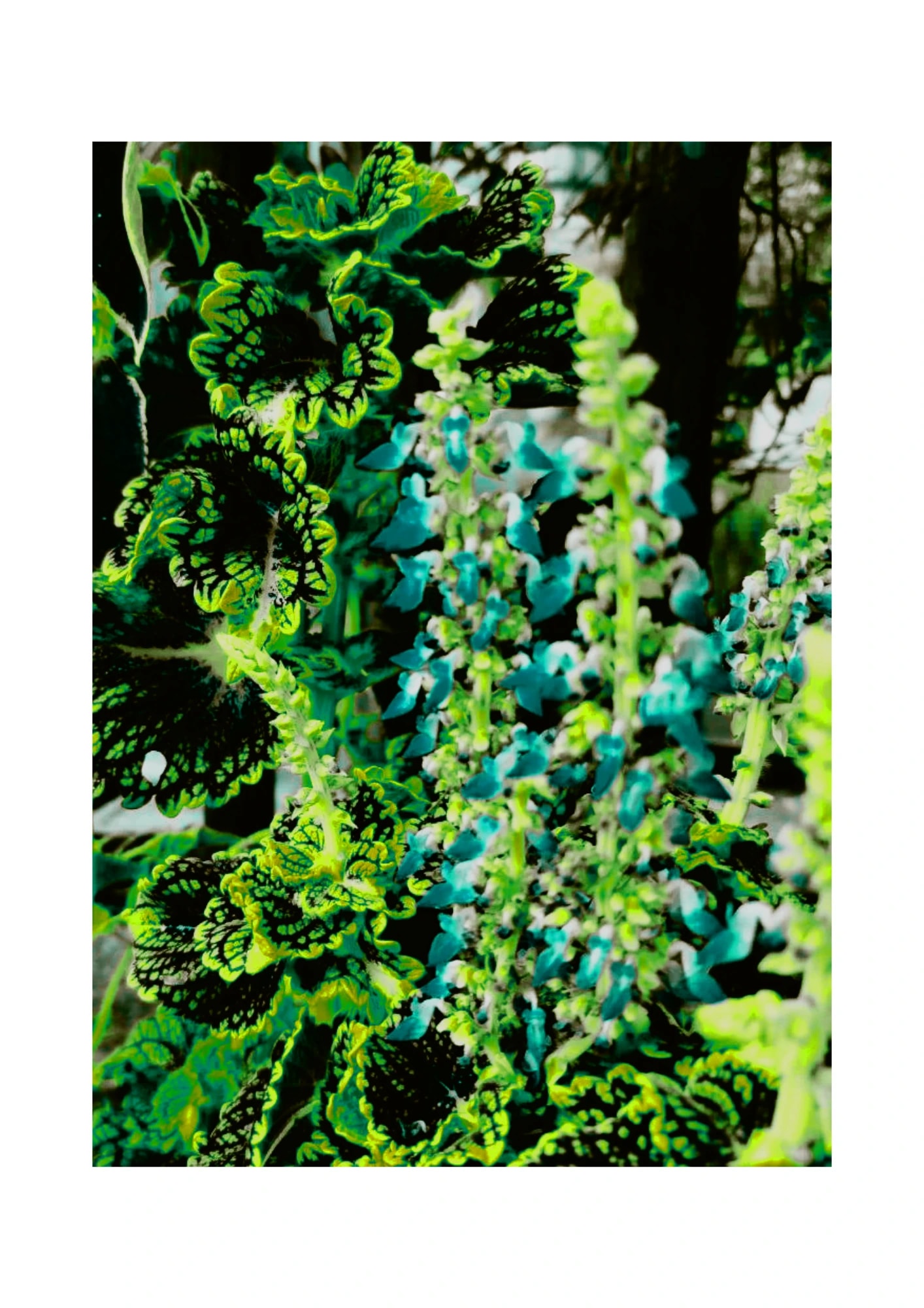 Flora 2 