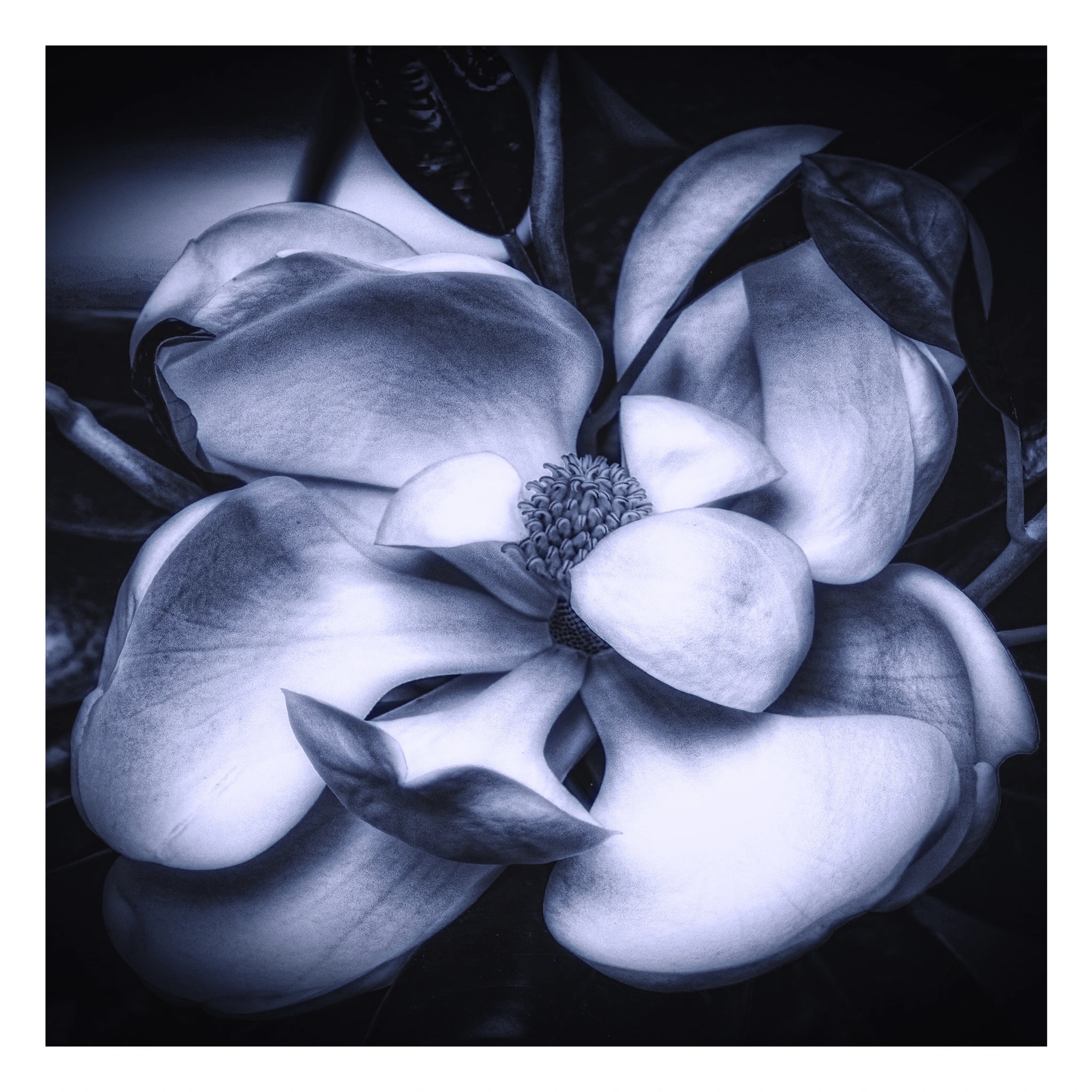 Blue Magnolia