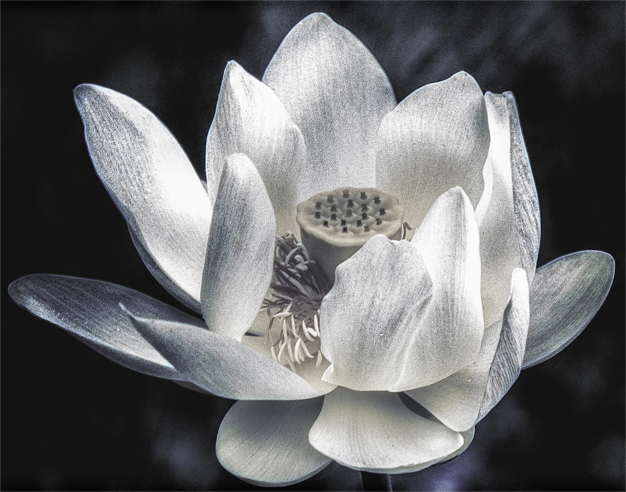 Monochrome Lotus