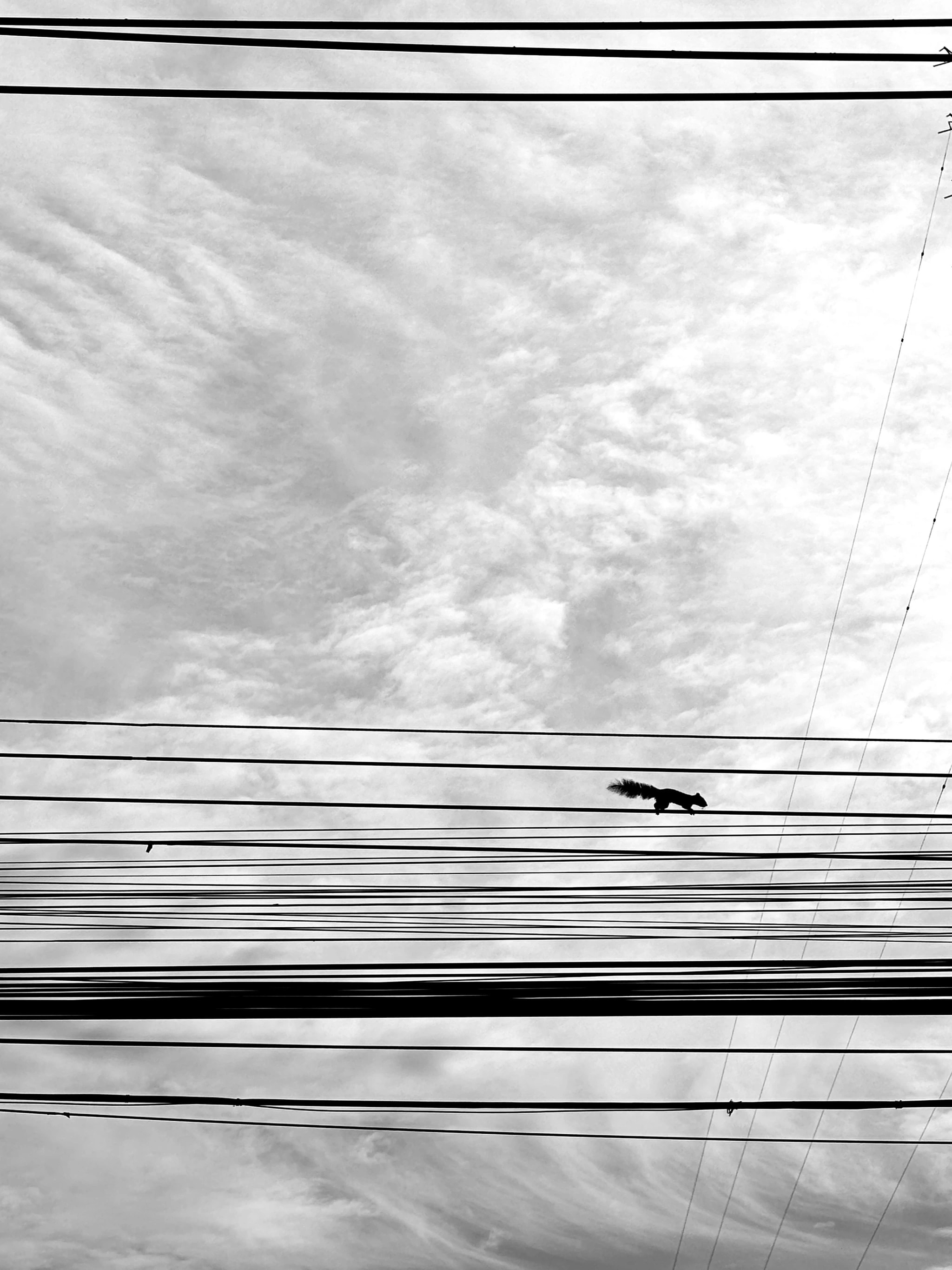 Squirrel on Power Lines