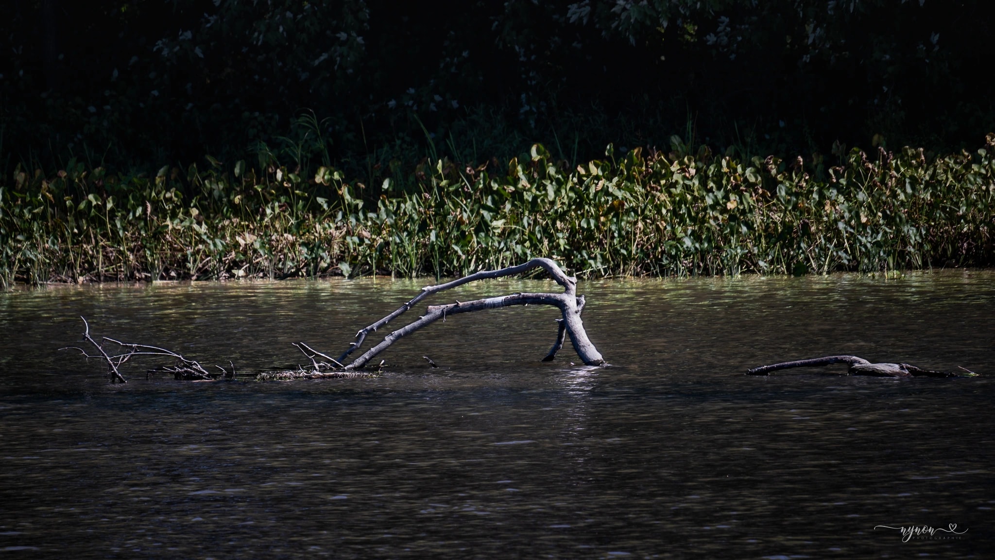Branch in the Current