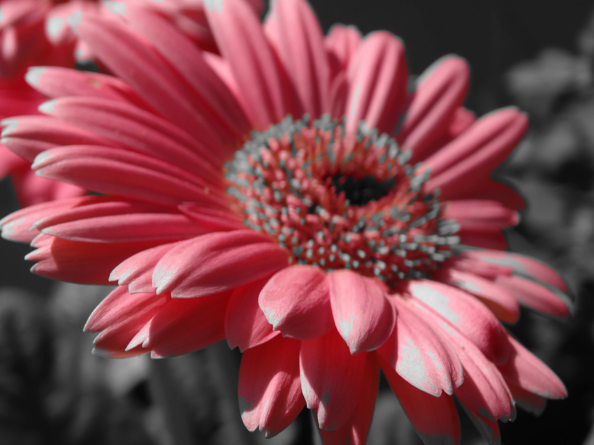 Pink Gerbera