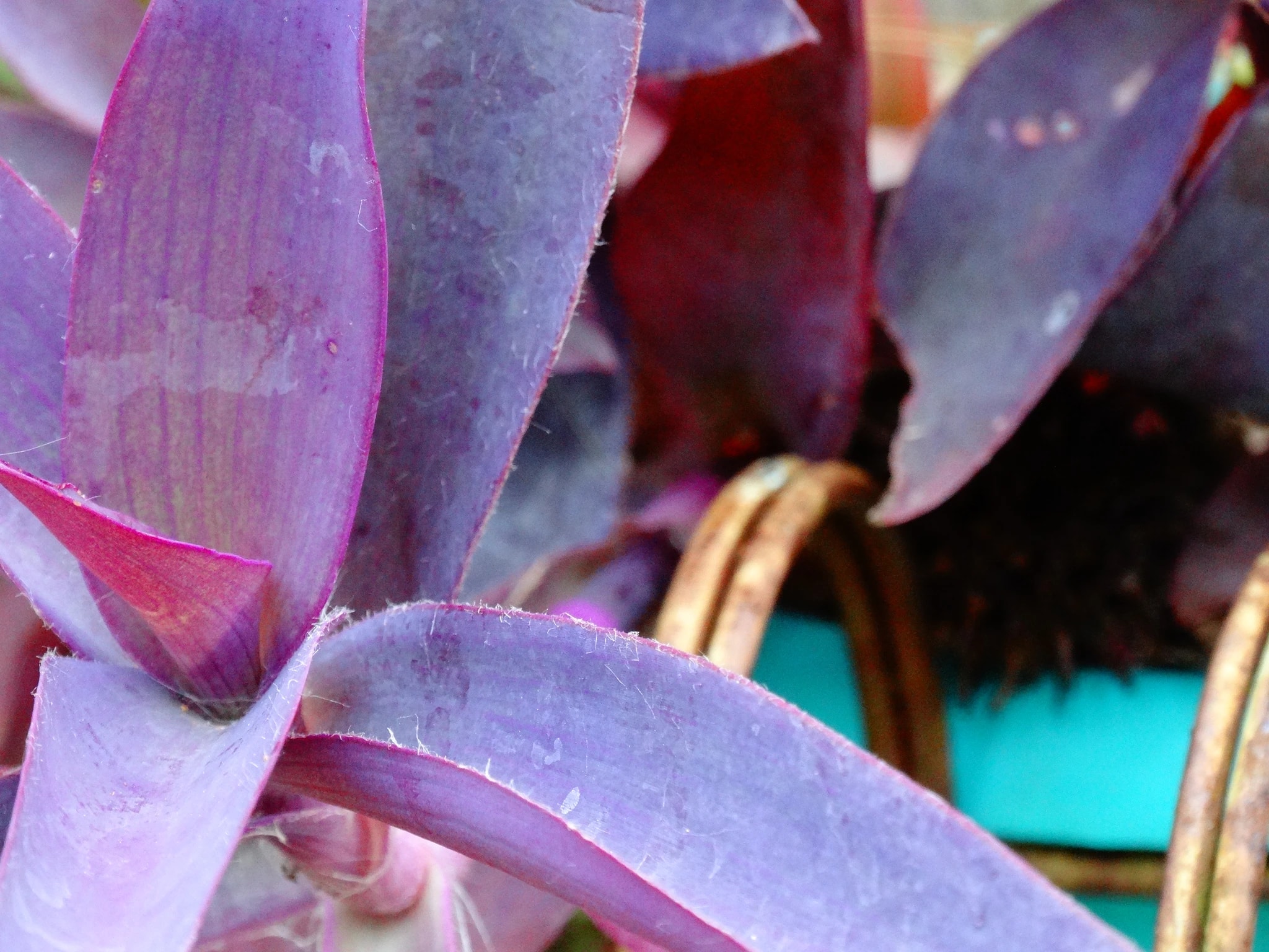 Purple Succulent Leaves
