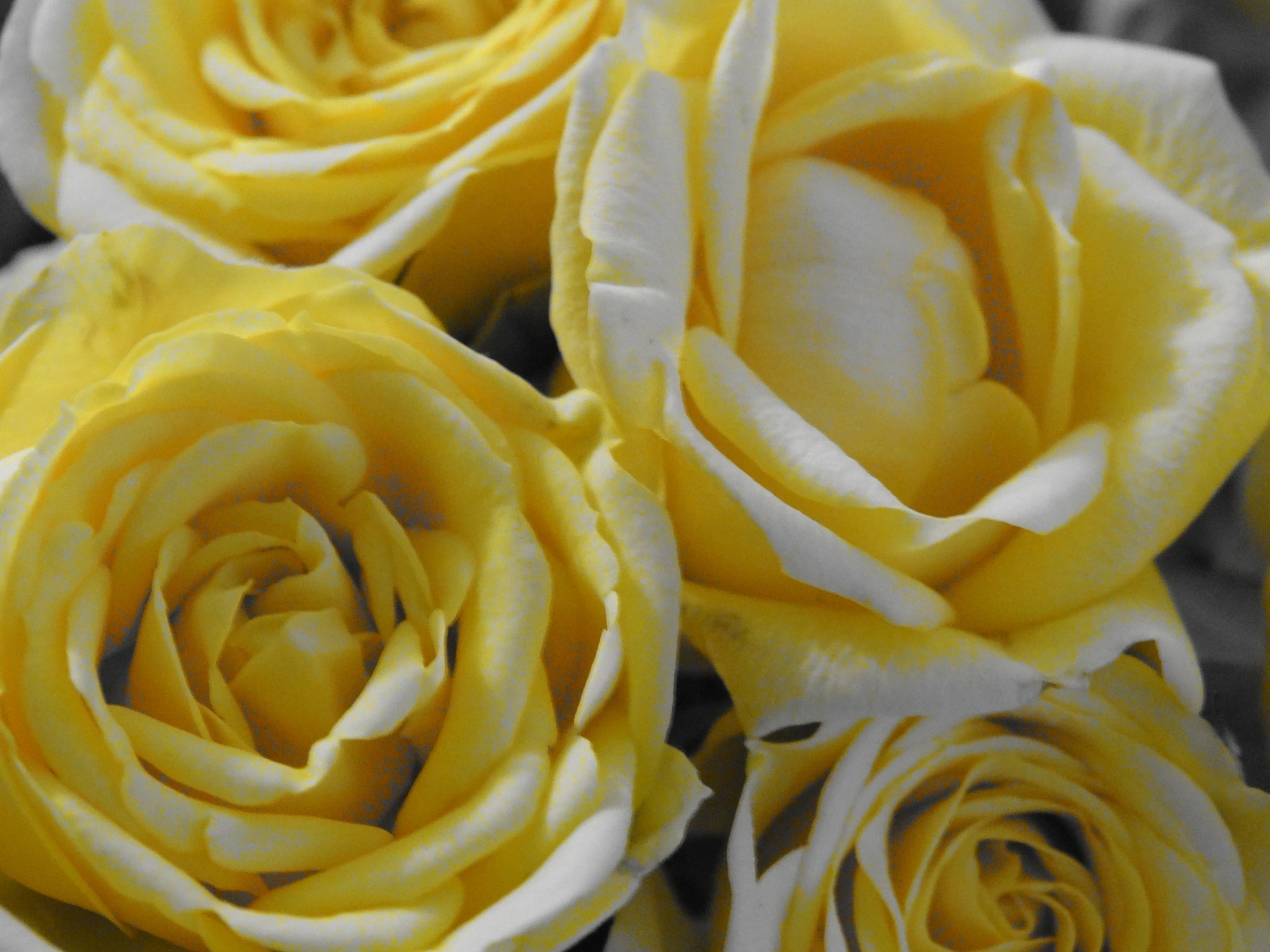 Golden Roses in Close-Up