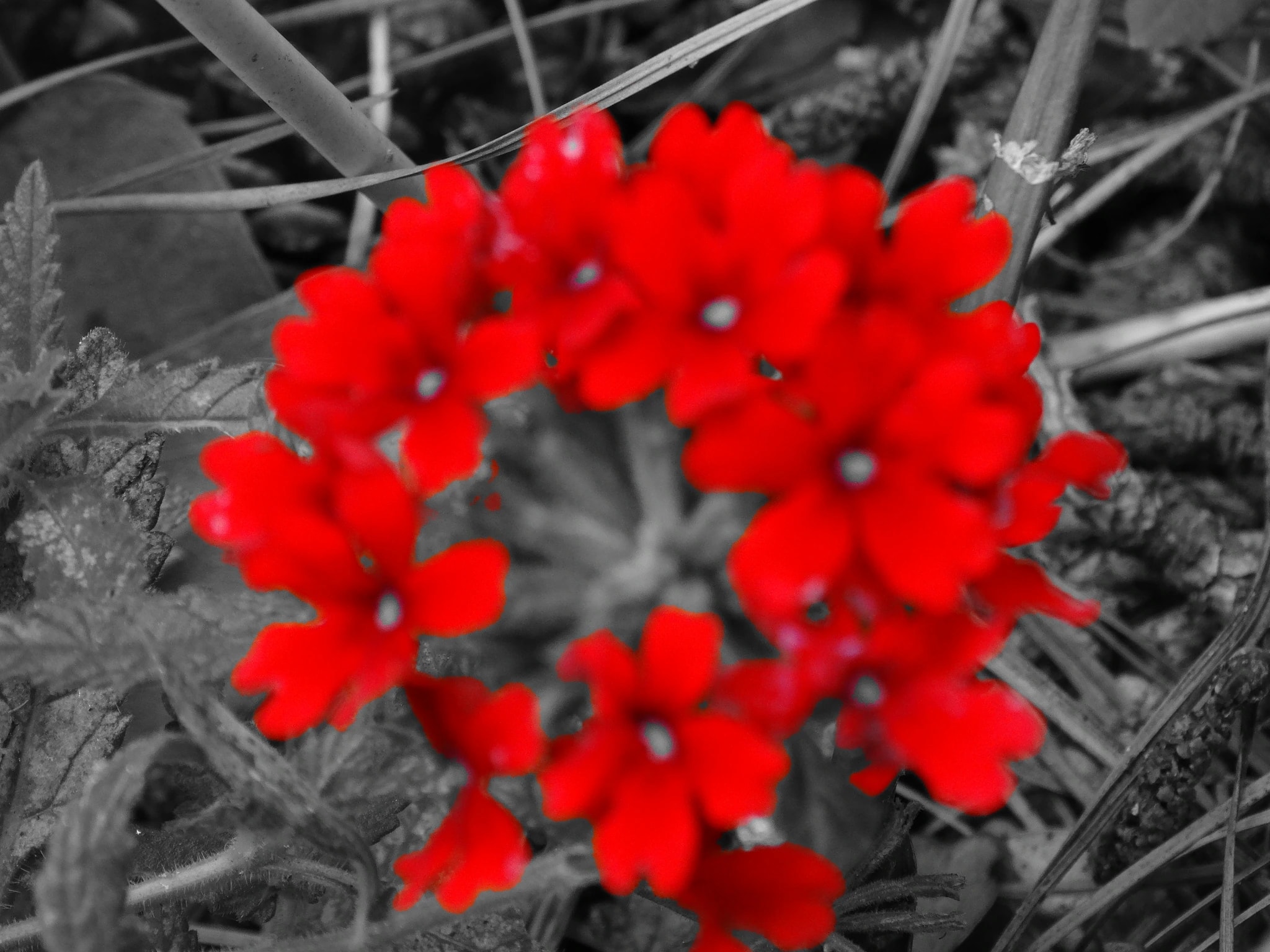 Scarlet Bloom