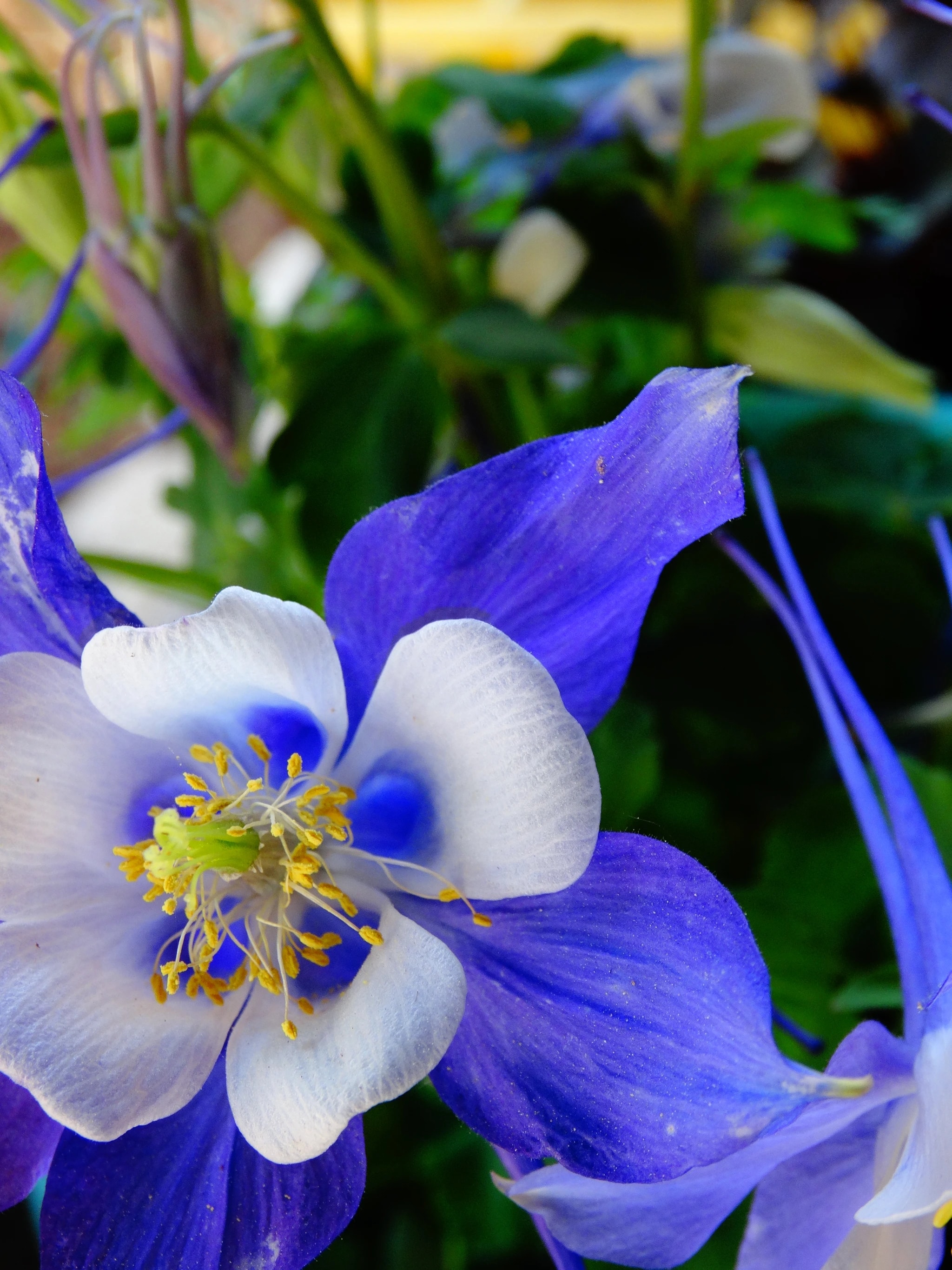Blue Columbine Bloom