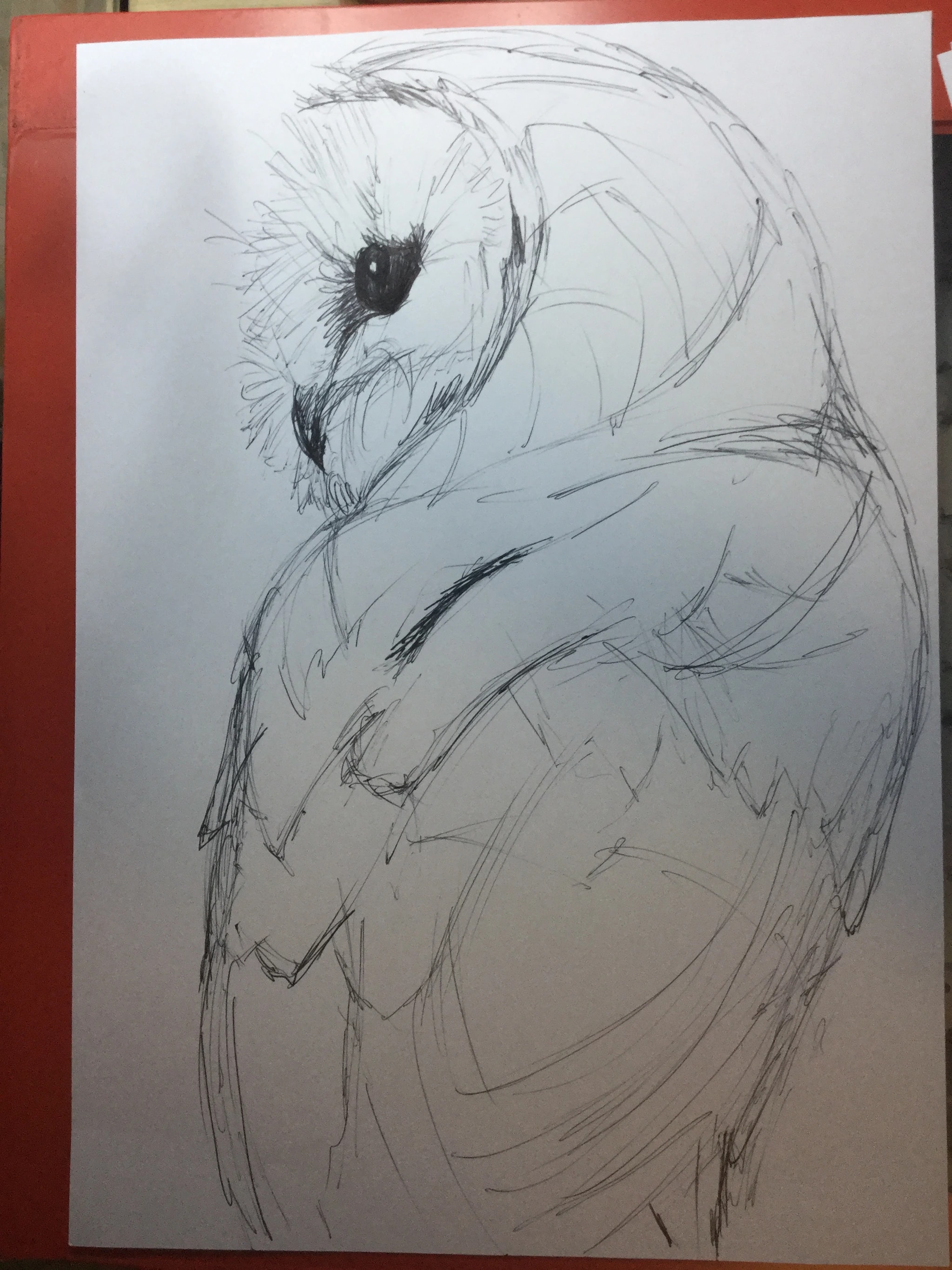 Resting Owl