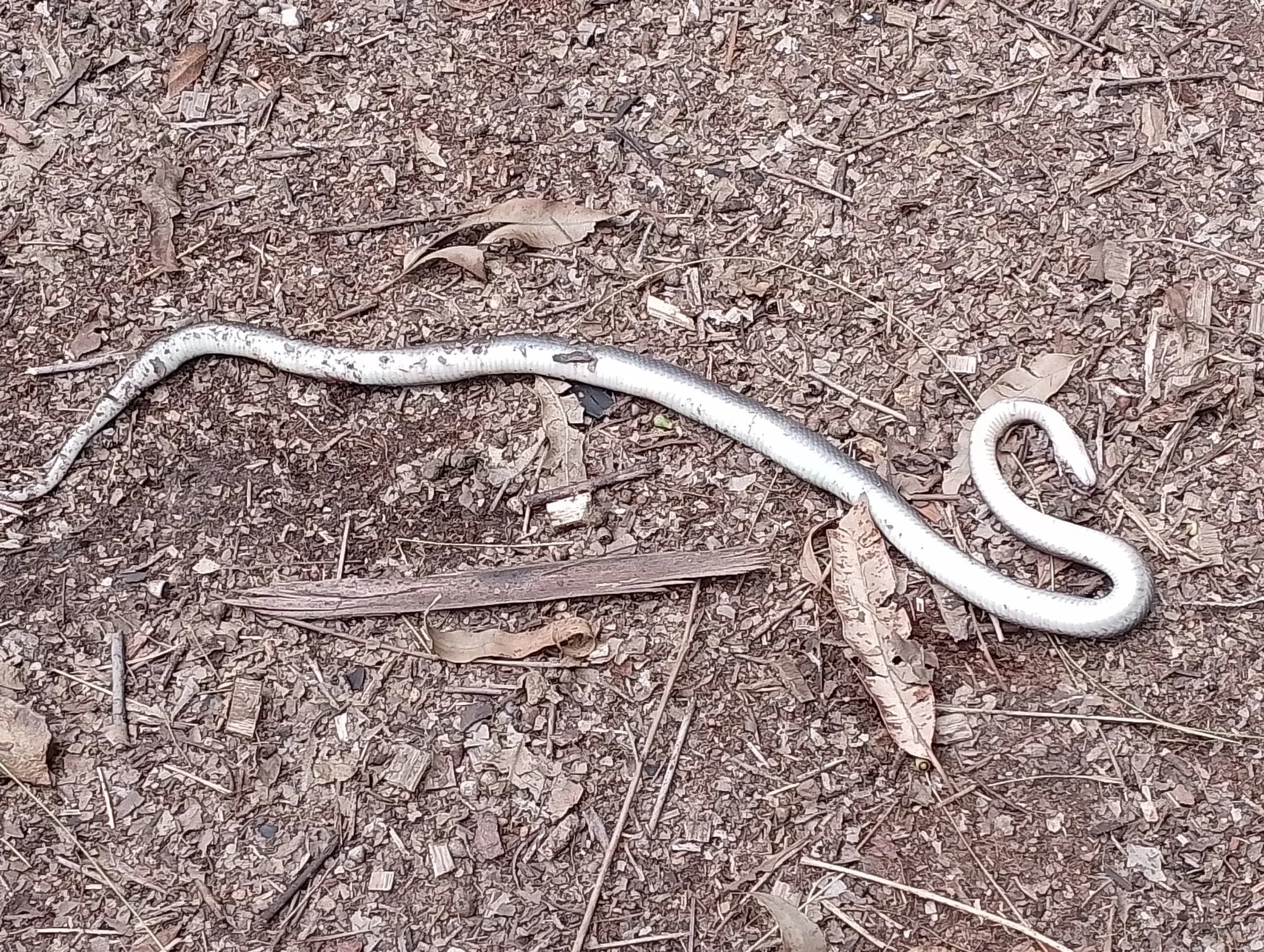 Pale Snake on Forest Floor