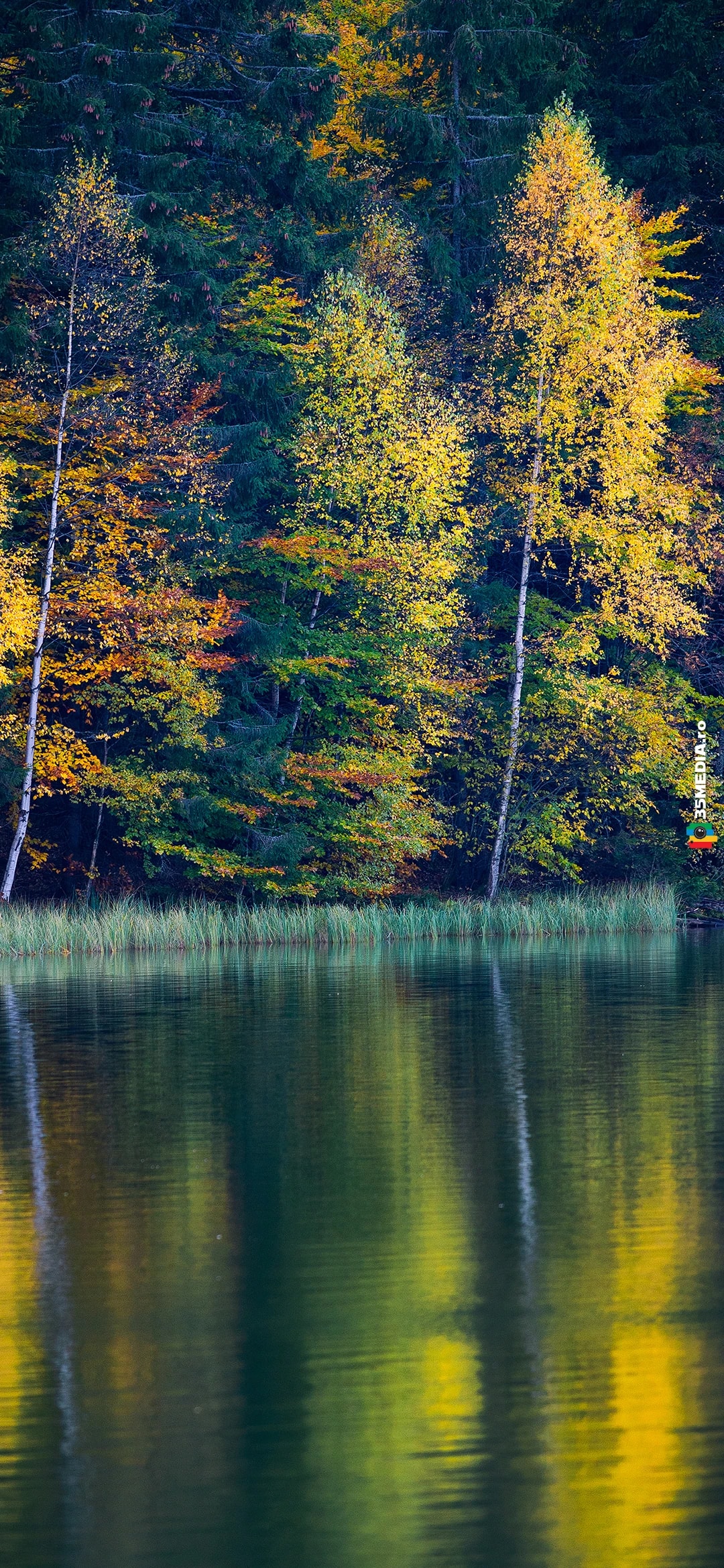 Autumn Forest Reflections