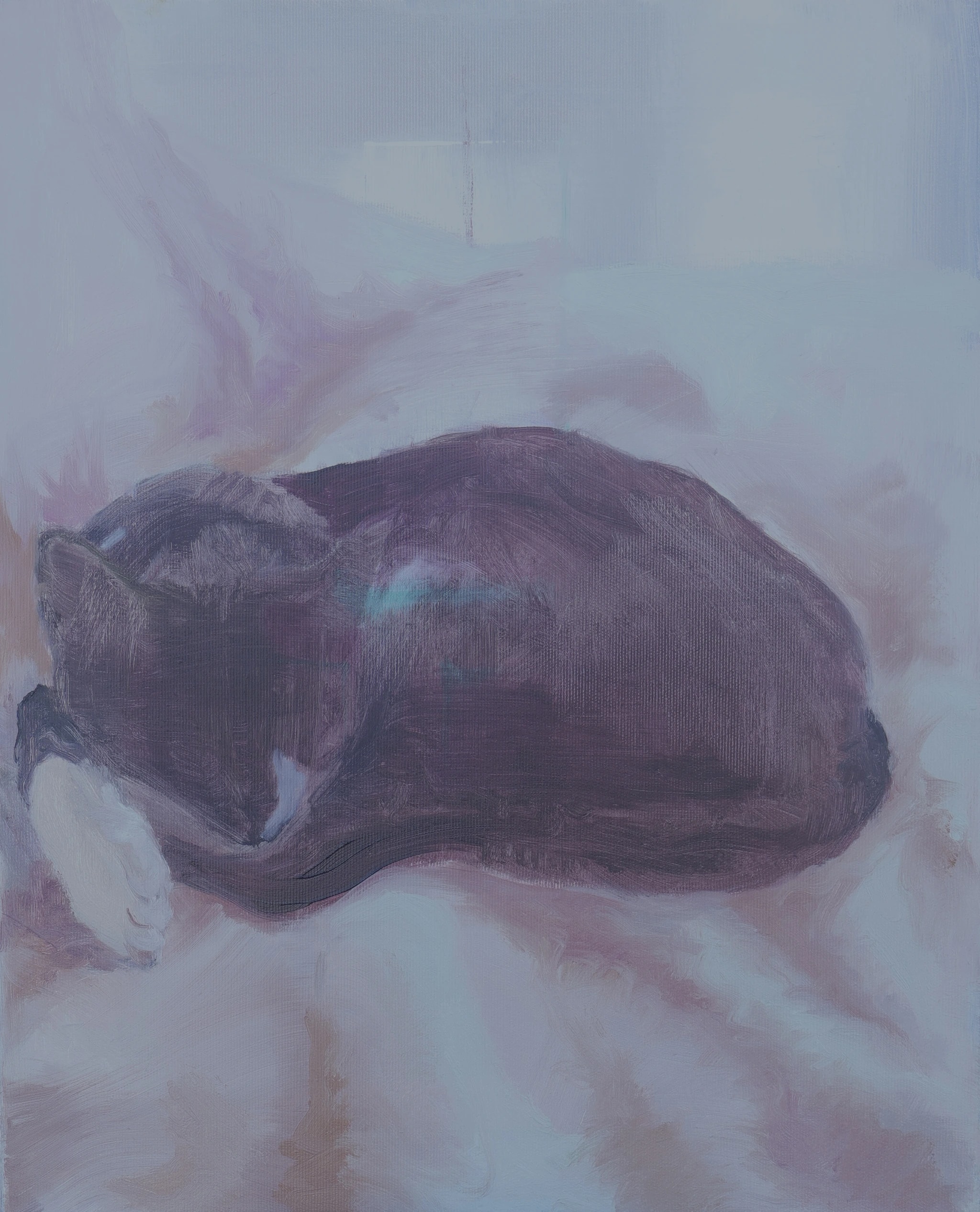Resting Cat