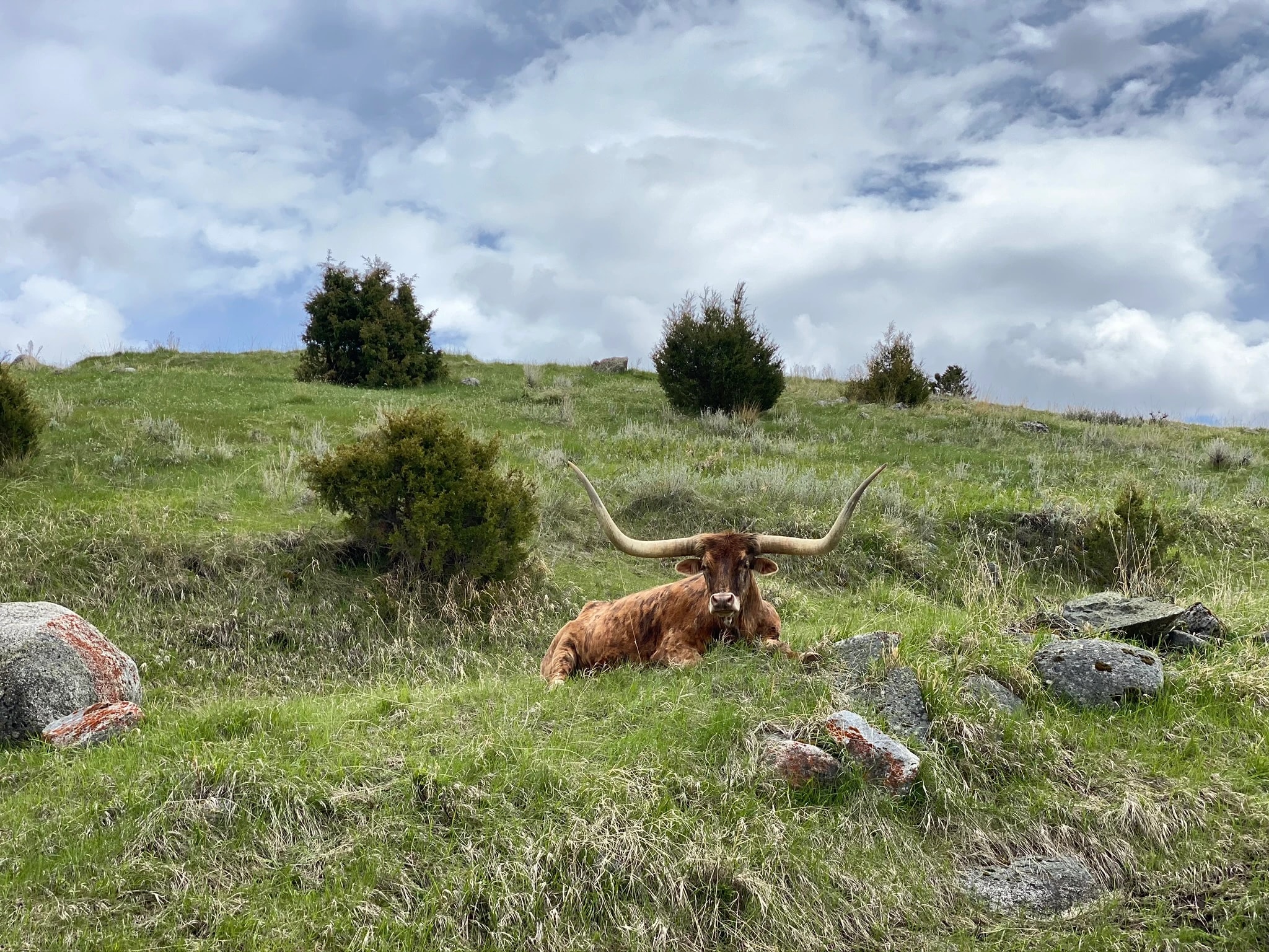 Hillside Longhorn Rest