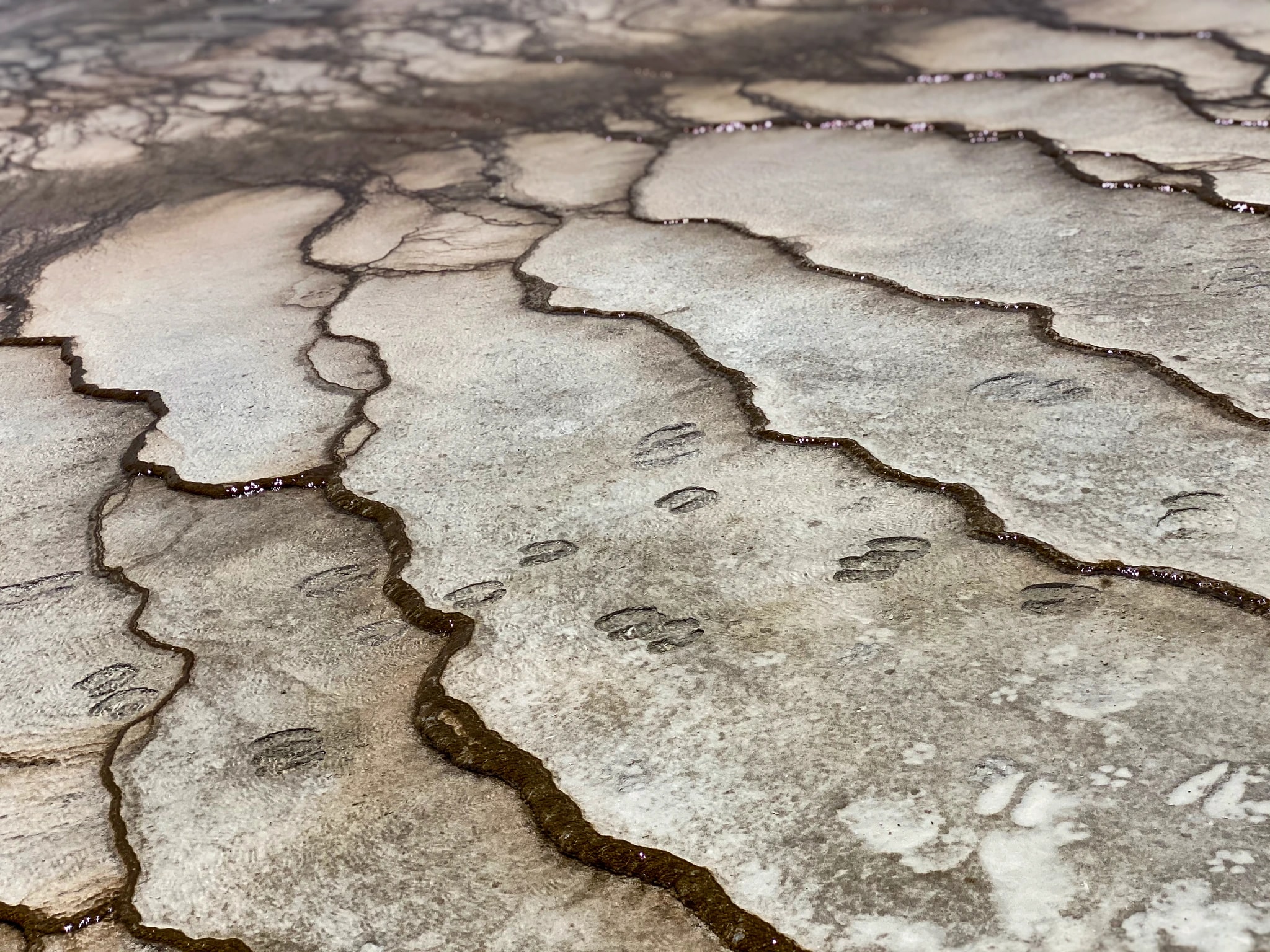 Cracked Earth Footprints