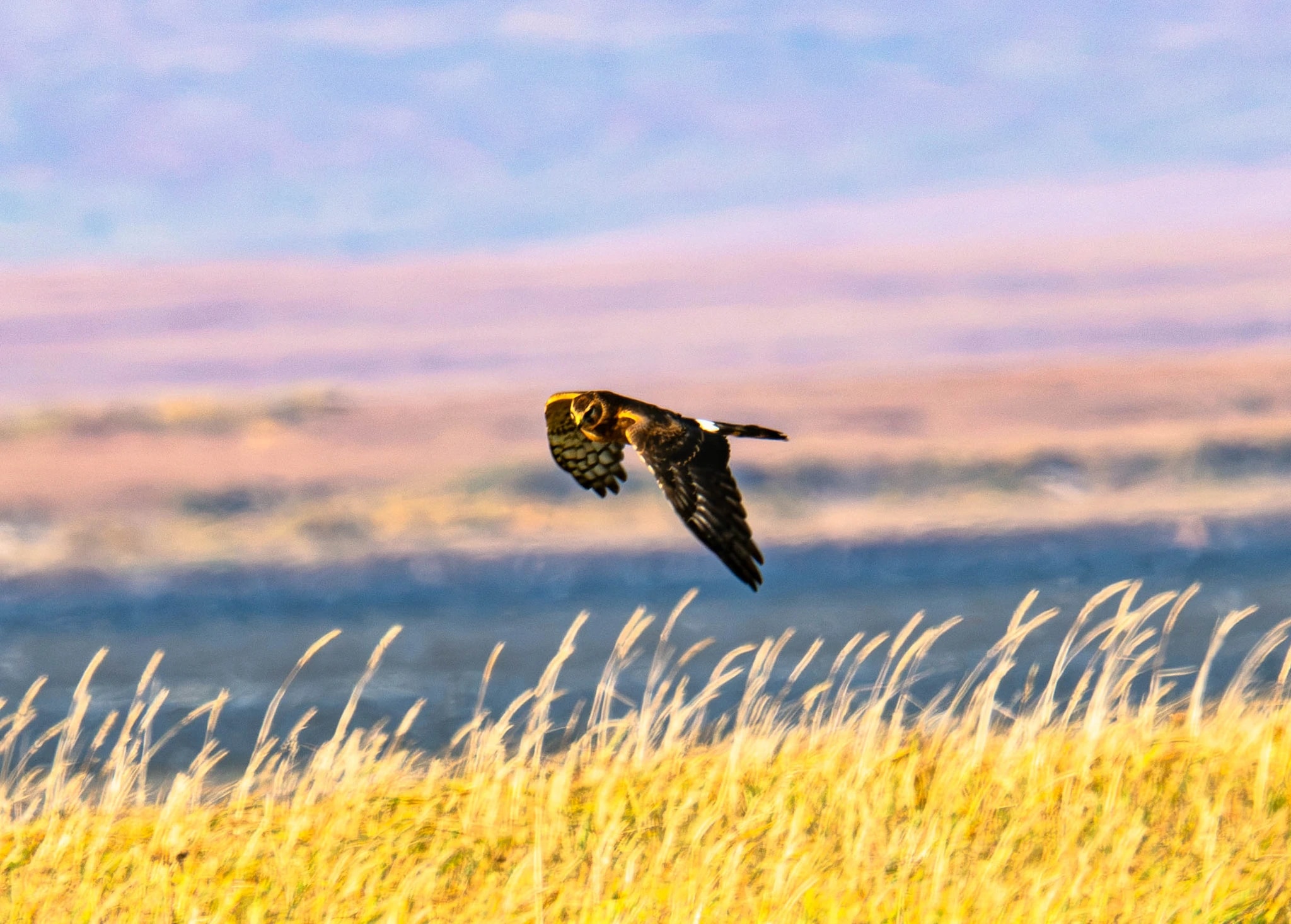 Northern Harrier