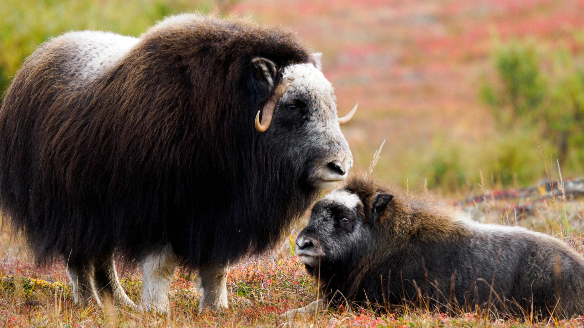 Under Mum's Watchful Gaze